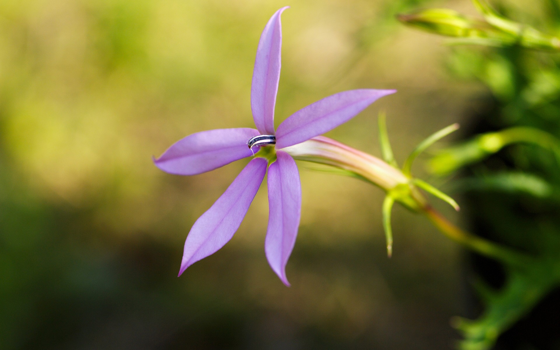 Descarga gratuita de fondo de pantalla para móvil de Flores, Flor, Tierra/naturaleza.