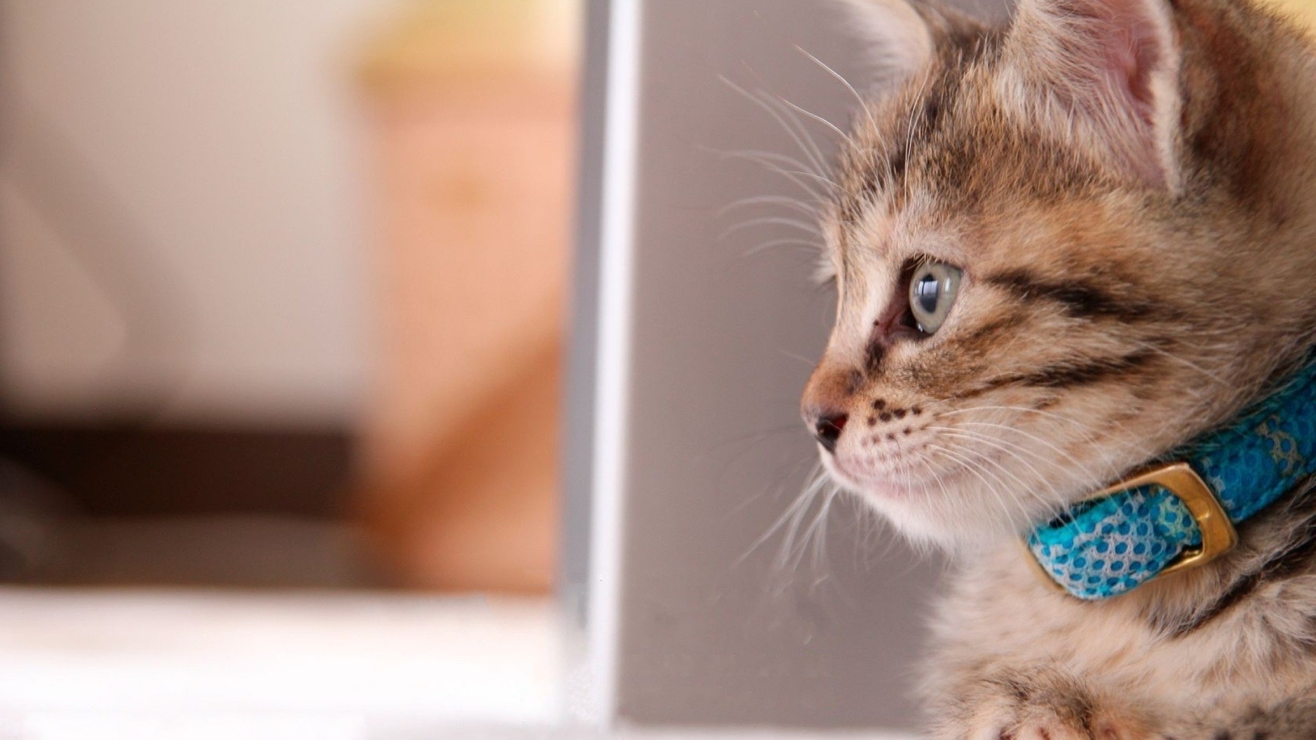 Téléchargez gratuitement l'image Animaux, Chats, Chat sur le bureau de votre PC