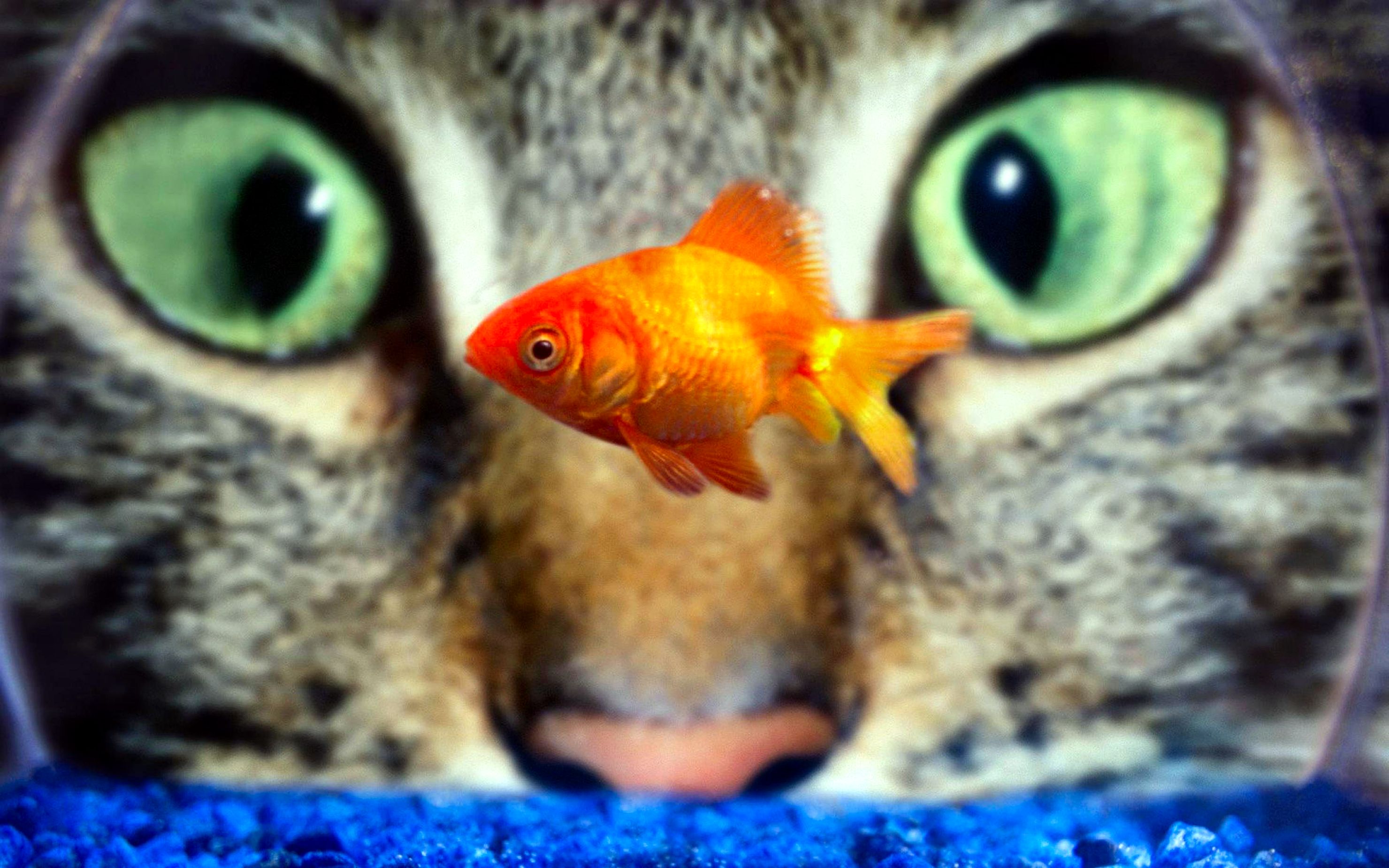 1465442 скачать обои золотая рыбка, рыбы, аквариум, животные, кошка, макрос - заставки и картинки бесплатно