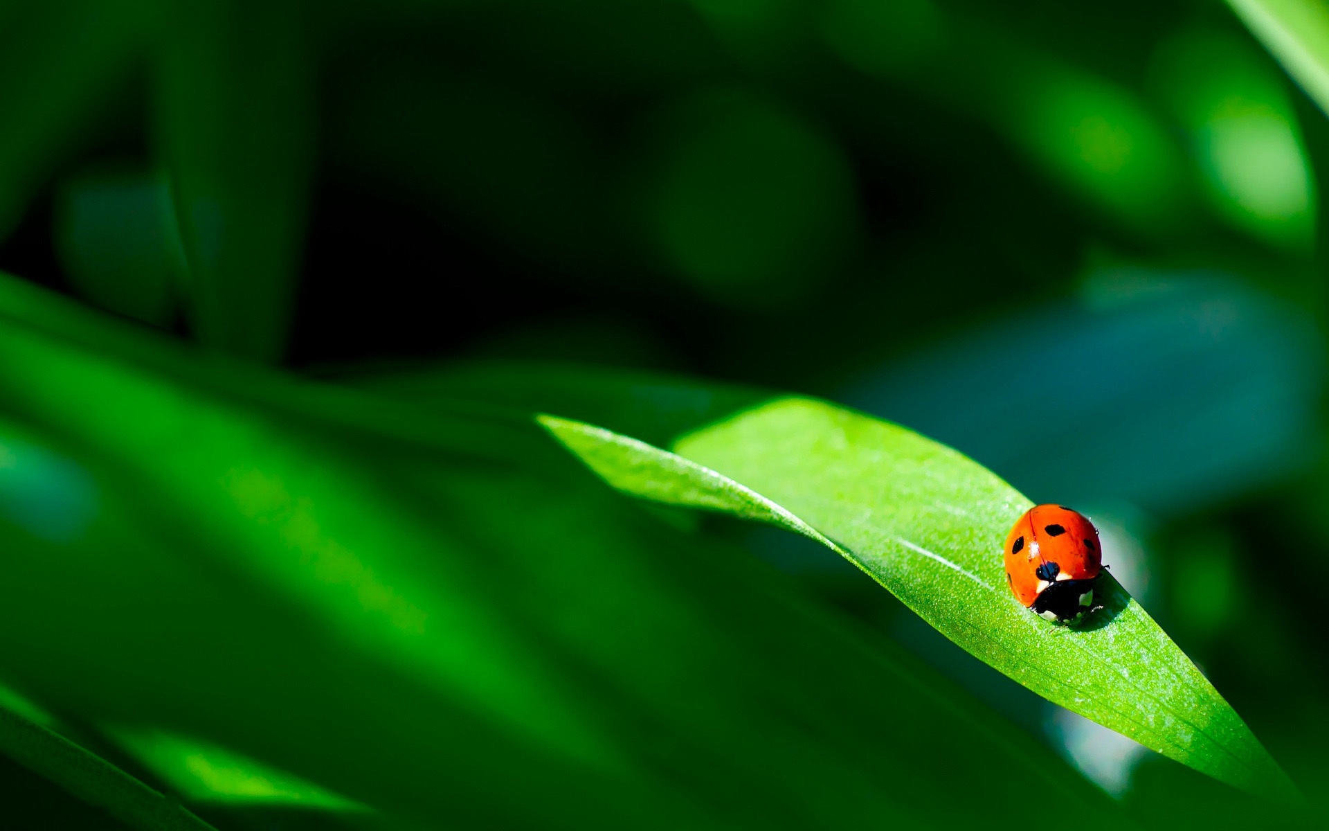 Free download wallpaper Animal, Ladybug on your PC desktop