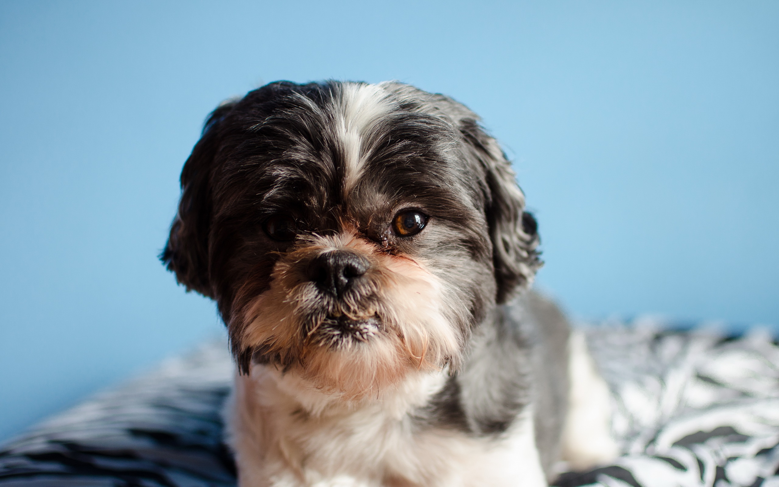 Téléchargez des papiers peints mobile Animaux, Chiens, Chien gratuitement.