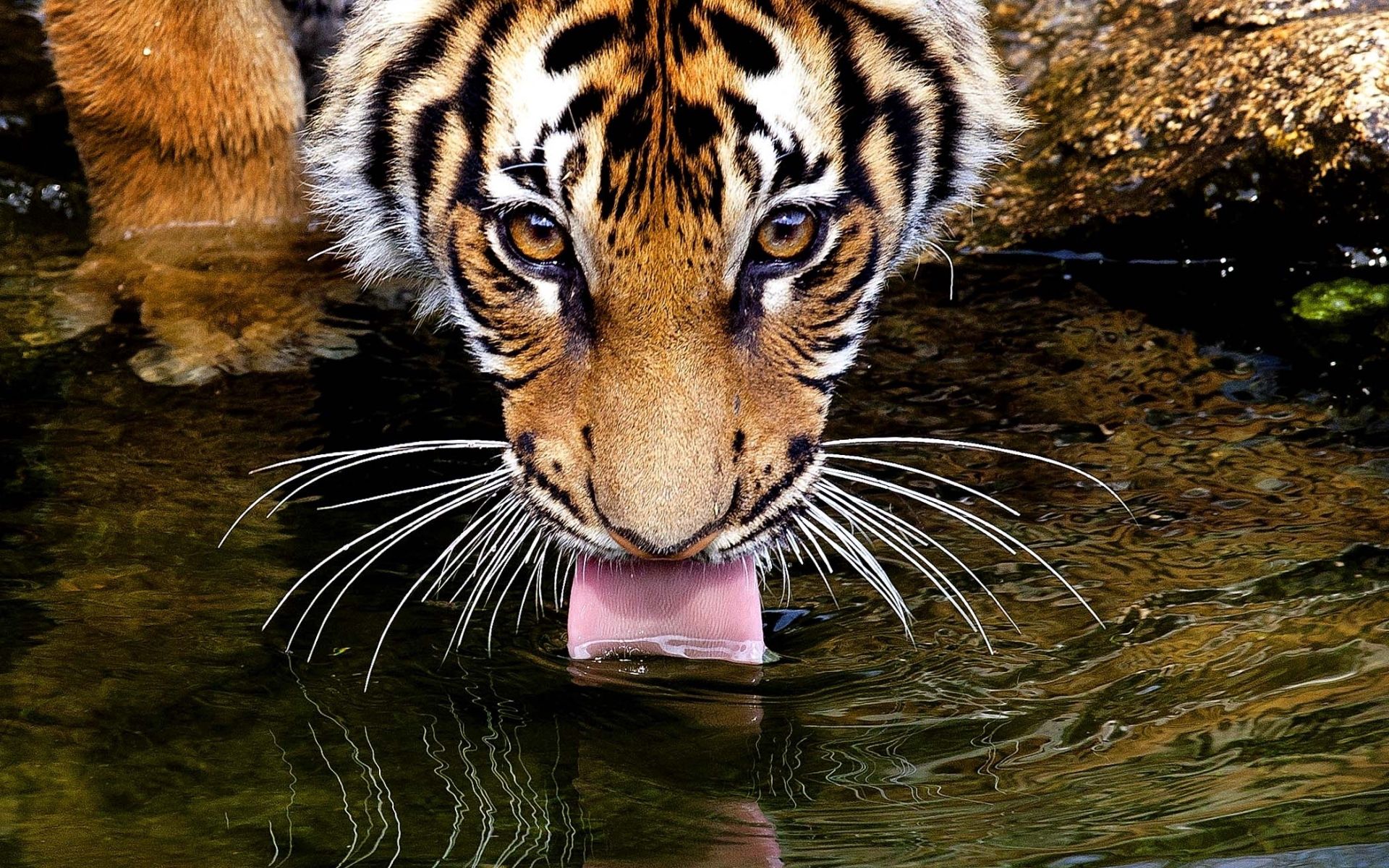 tiger, animals, water, muzzle, drink, language, tongue, thirst High Definition image