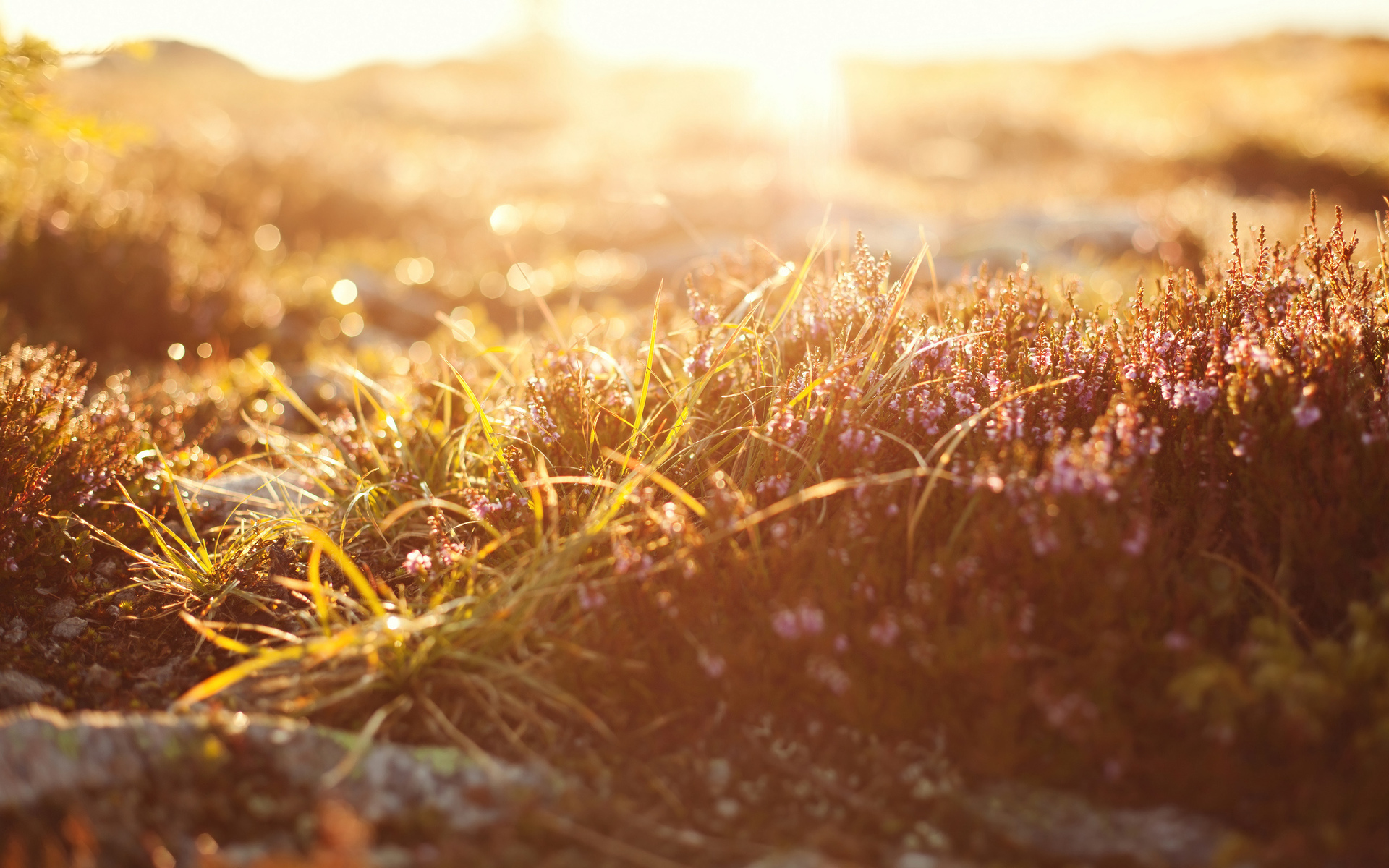 Laden Sie das Sonnenaufgang, Gras, Erde/natur-Bild kostenlos auf Ihren PC-Desktop herunter