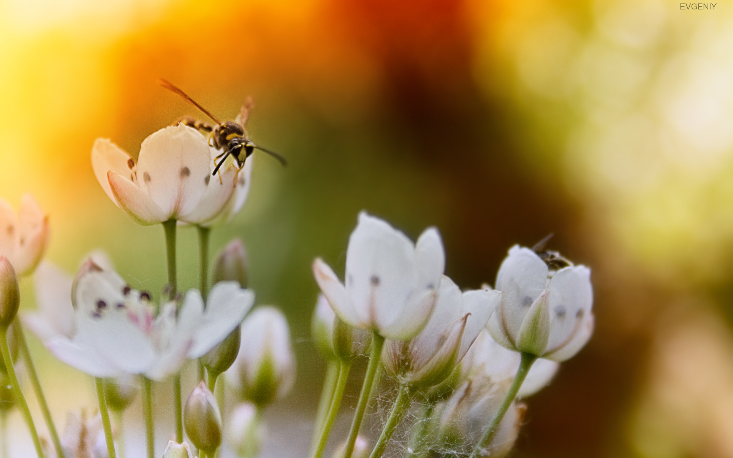 Descarga gratis la imagen Flor, Tierra/naturaleza en el escritorio de tu PC