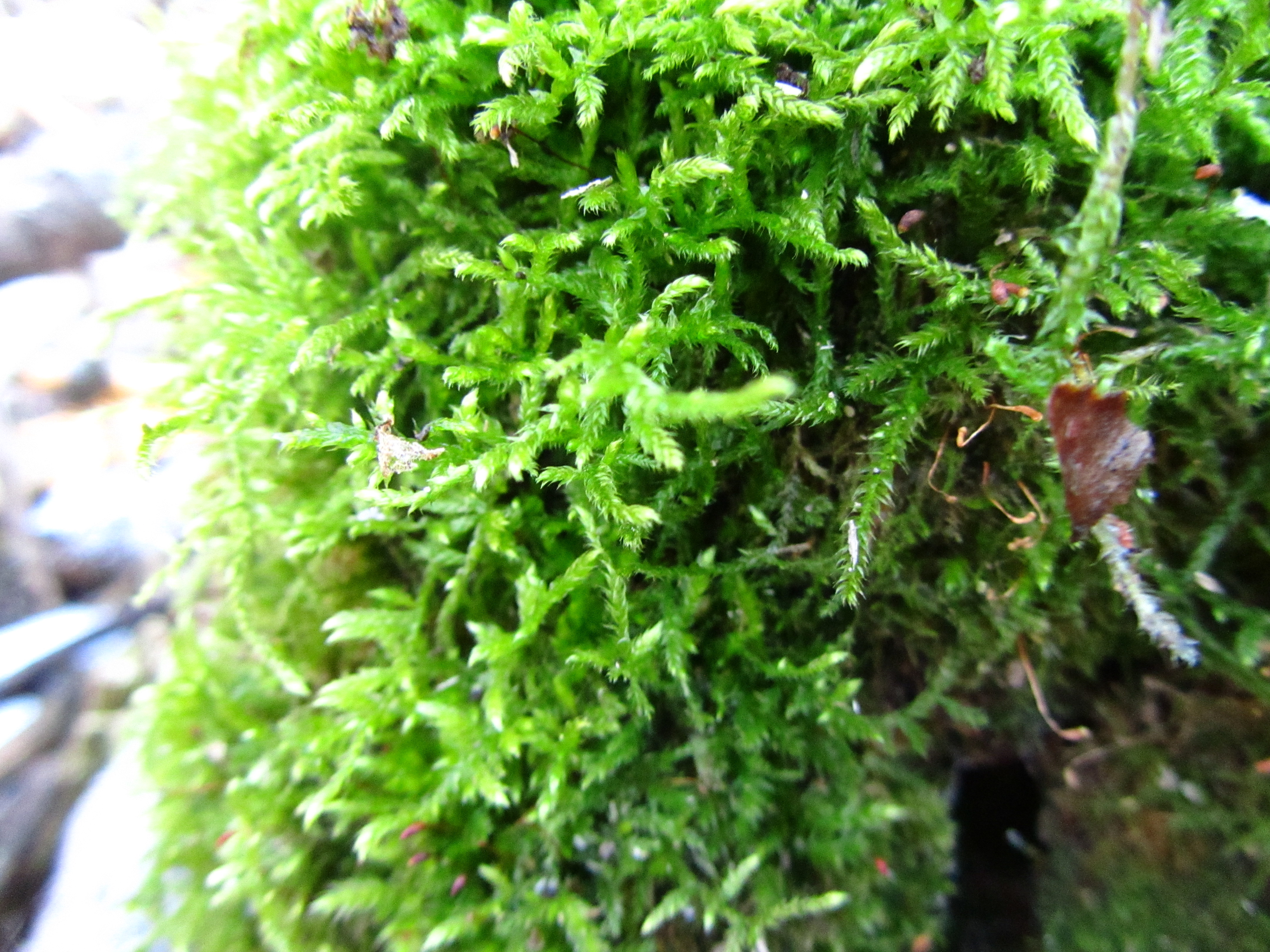 Download mobile wallpaper Earth, Moss for free.