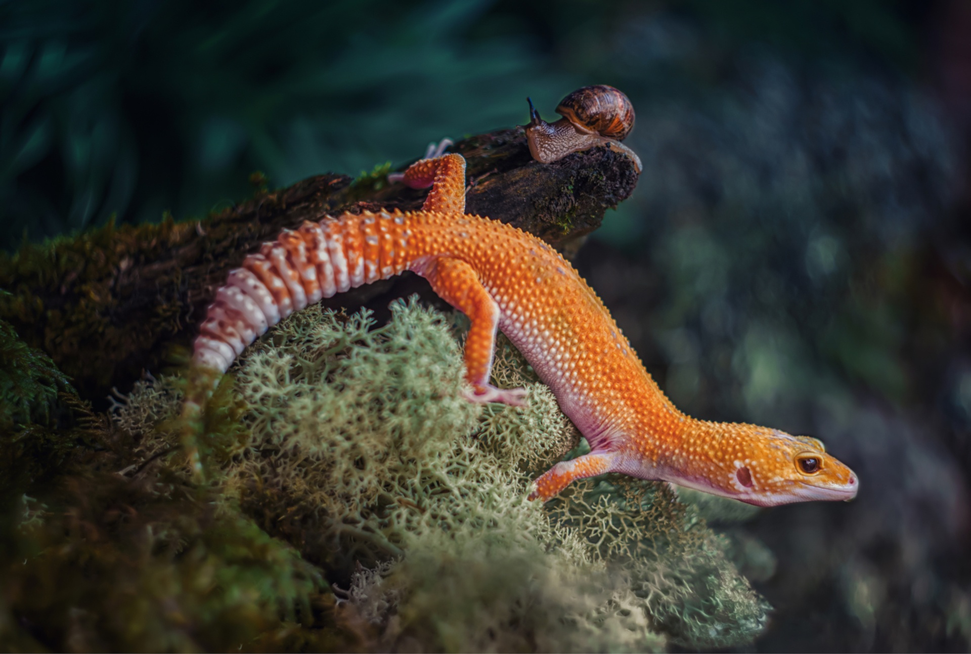 Free download wallpaper Animal, Lizard, Reptile, Moss, Reptiles, Snail, Gecko on your PC desktop