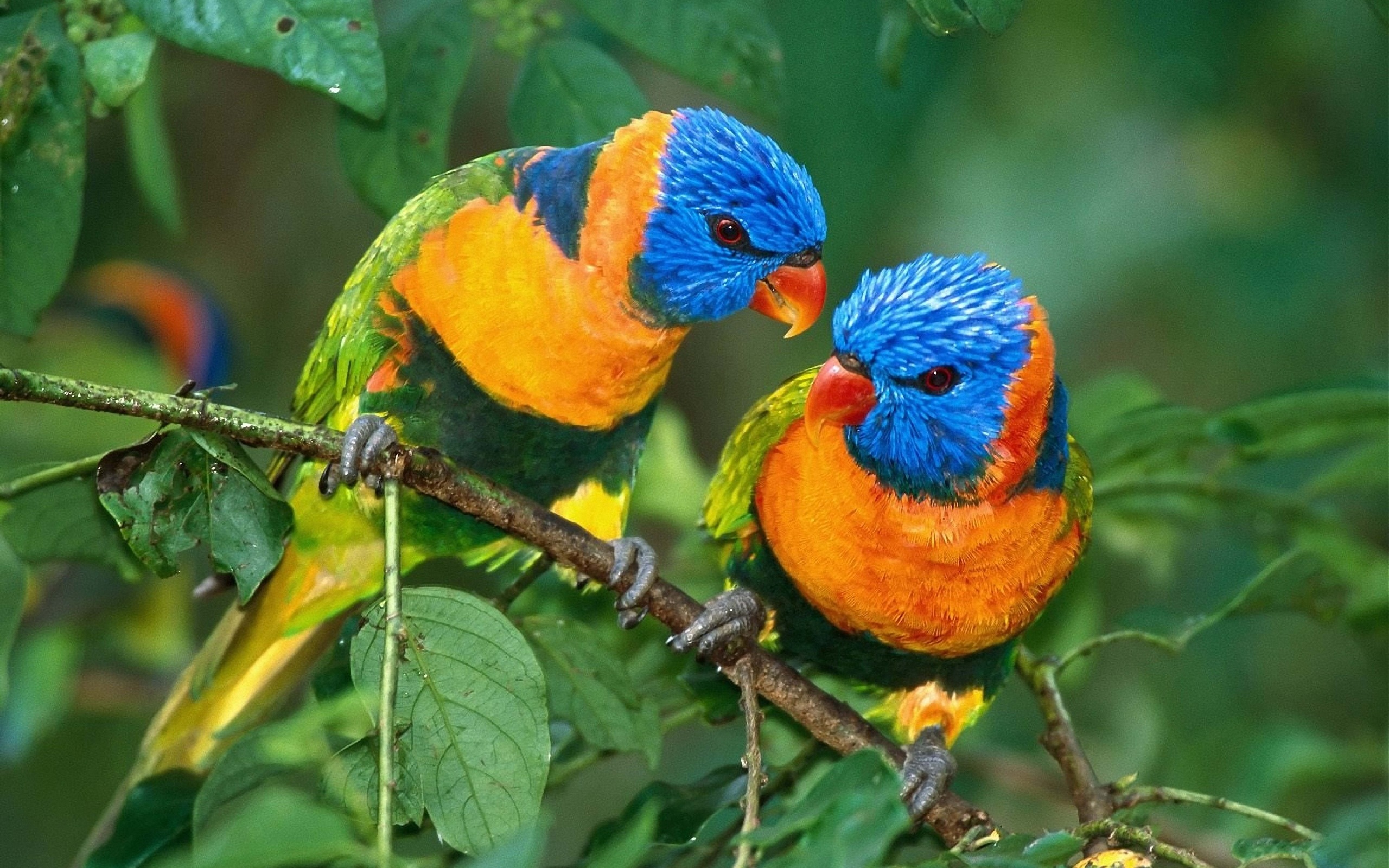 288170 descargar fondo de pantalla animales, loro arcoiris, aves: protectores de pantalla e imágenes gratis