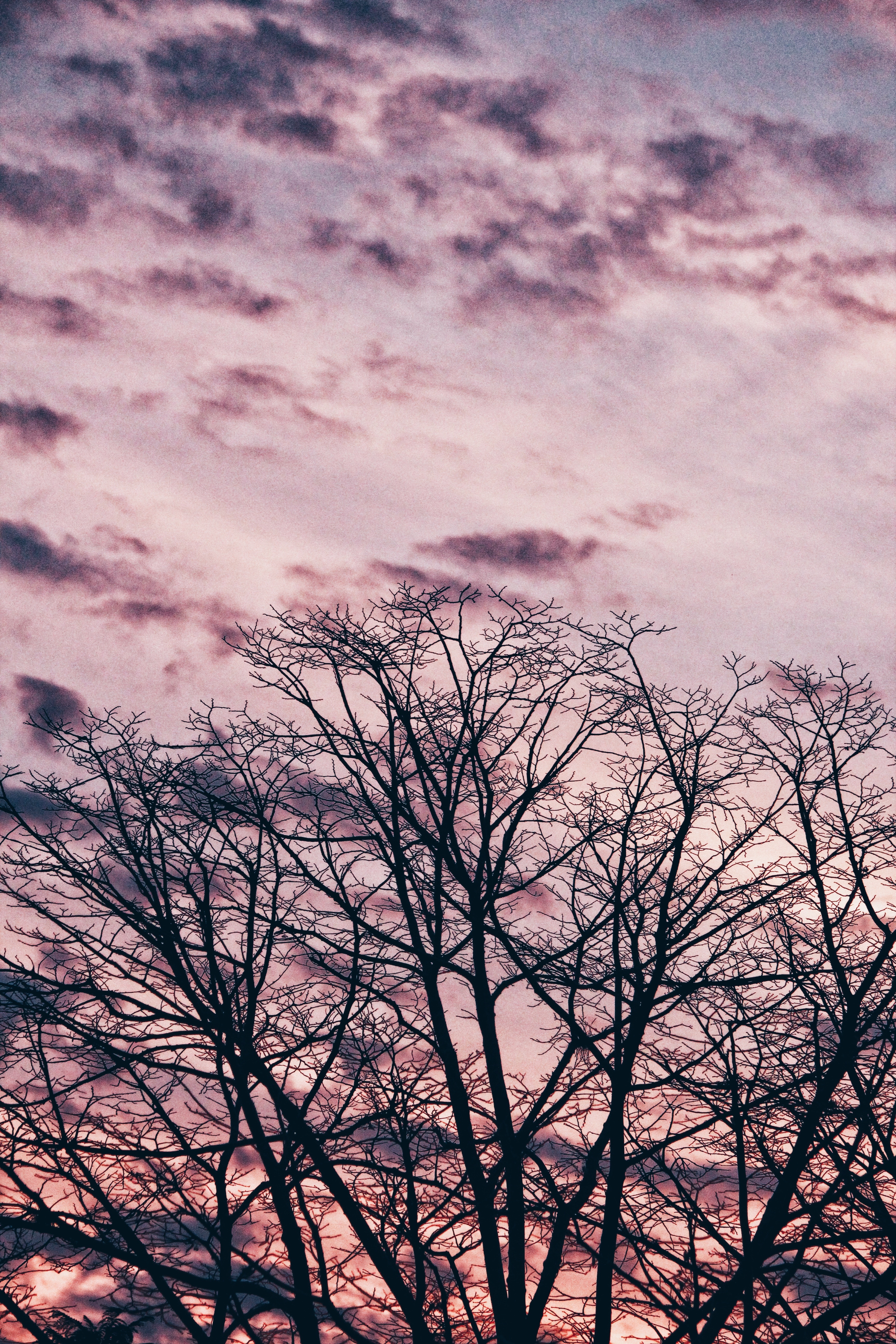 Download mobile wallpaper Clouds, Branches, Nature, Sky, Wood, Tree for free.