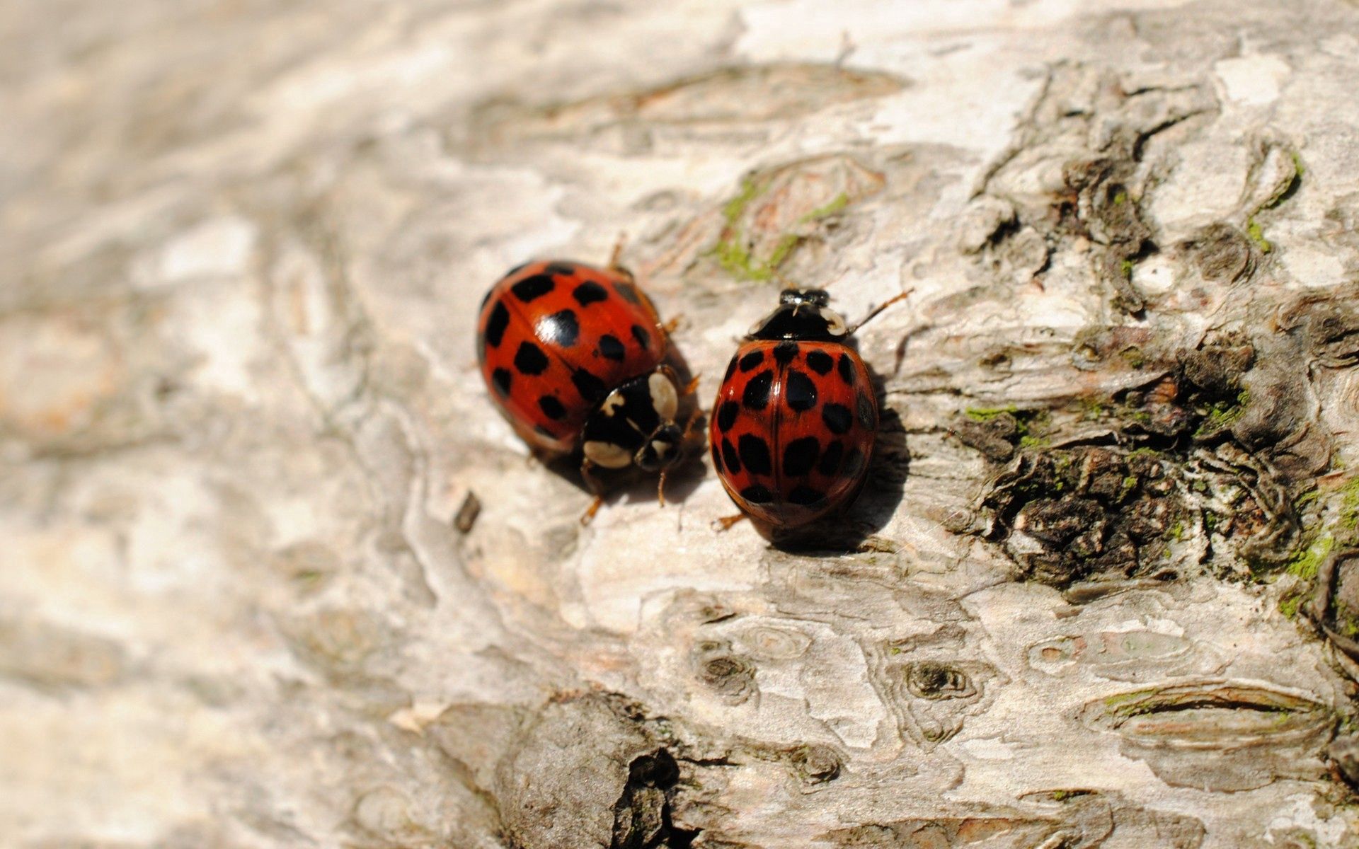 insects, ladybugs, macro, sit, couple, pair