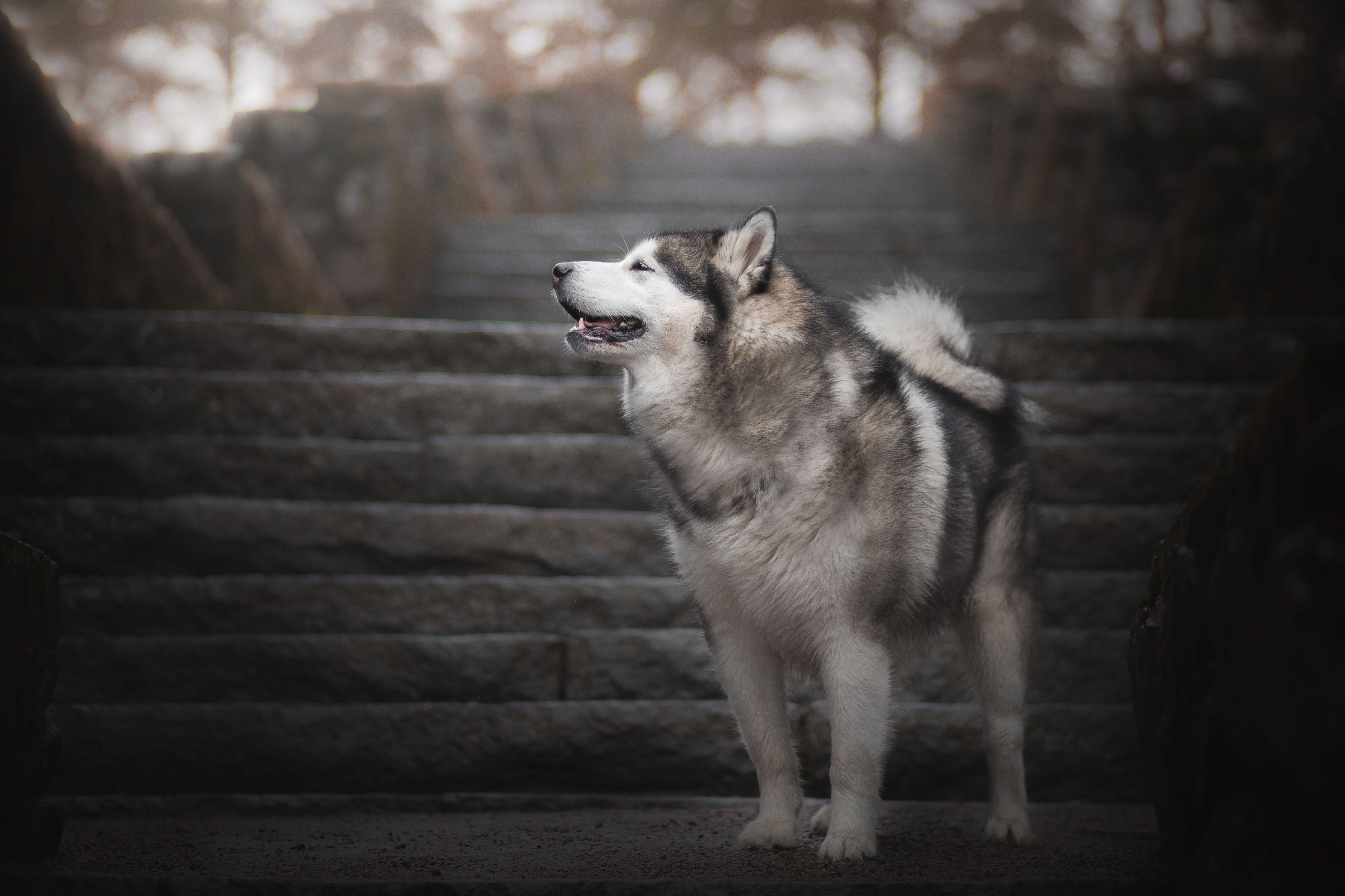 426012 descargar fondo de pantalla animales, malamute de alaska, profundidad de campo, perro, escalera, perros: protectores de pantalla e imágenes gratis