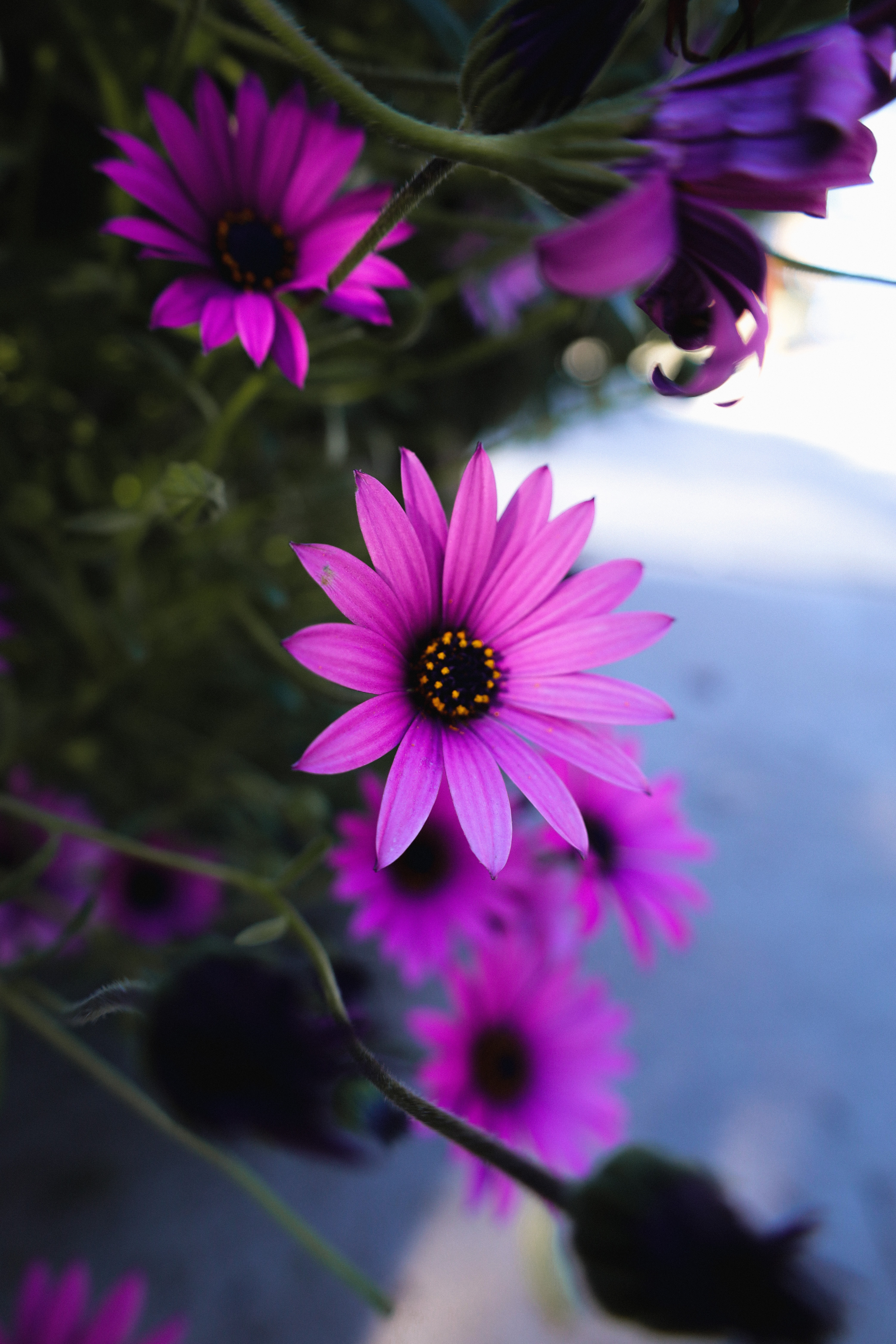 purple, violet, flowers, macro, daisy wallpapers for tablet