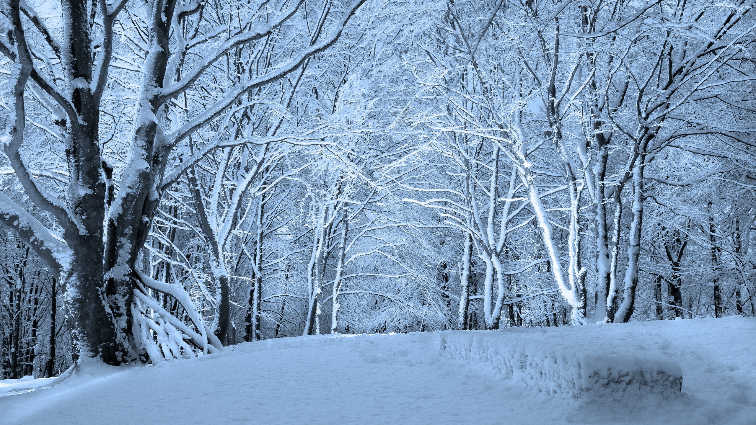 Laden Sie das Winter, Erde/natur-Bild kostenlos auf Ihren PC-Desktop herunter