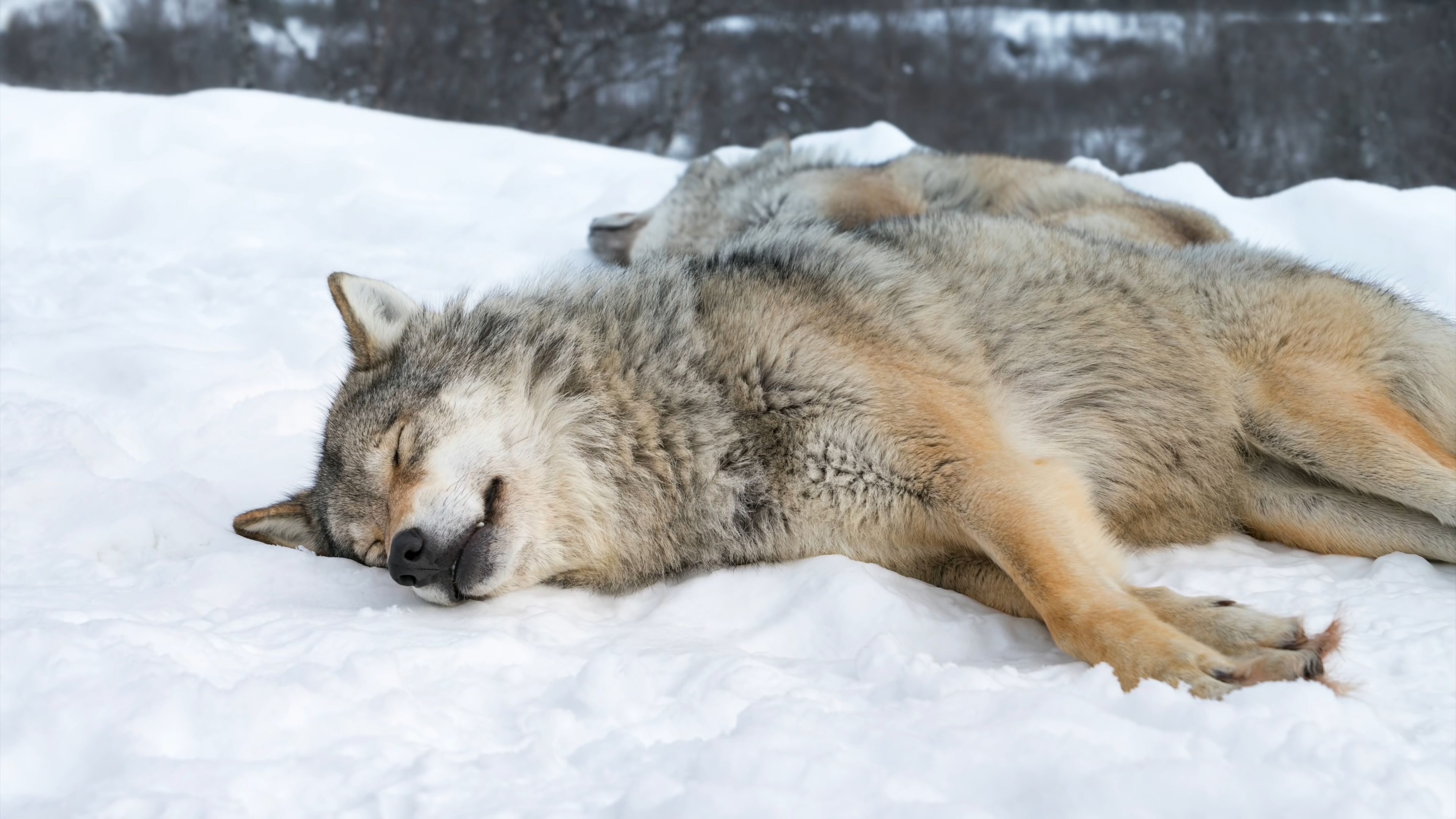Download mobile wallpaper Snow, Wolf, Animal, Wolves for free.