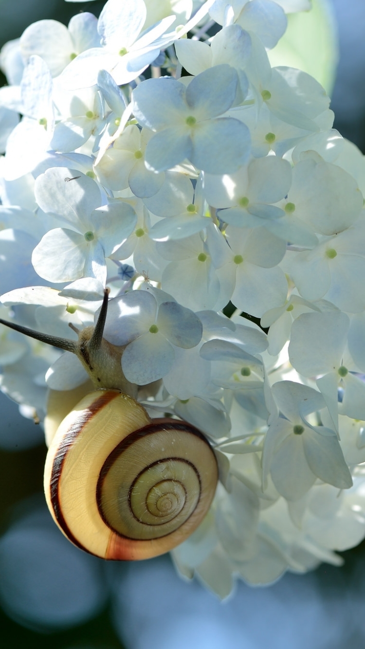 Download mobile wallpaper Flower, Blur, Close Up, Animal, Snail, Hydrangea, White Flower for free.