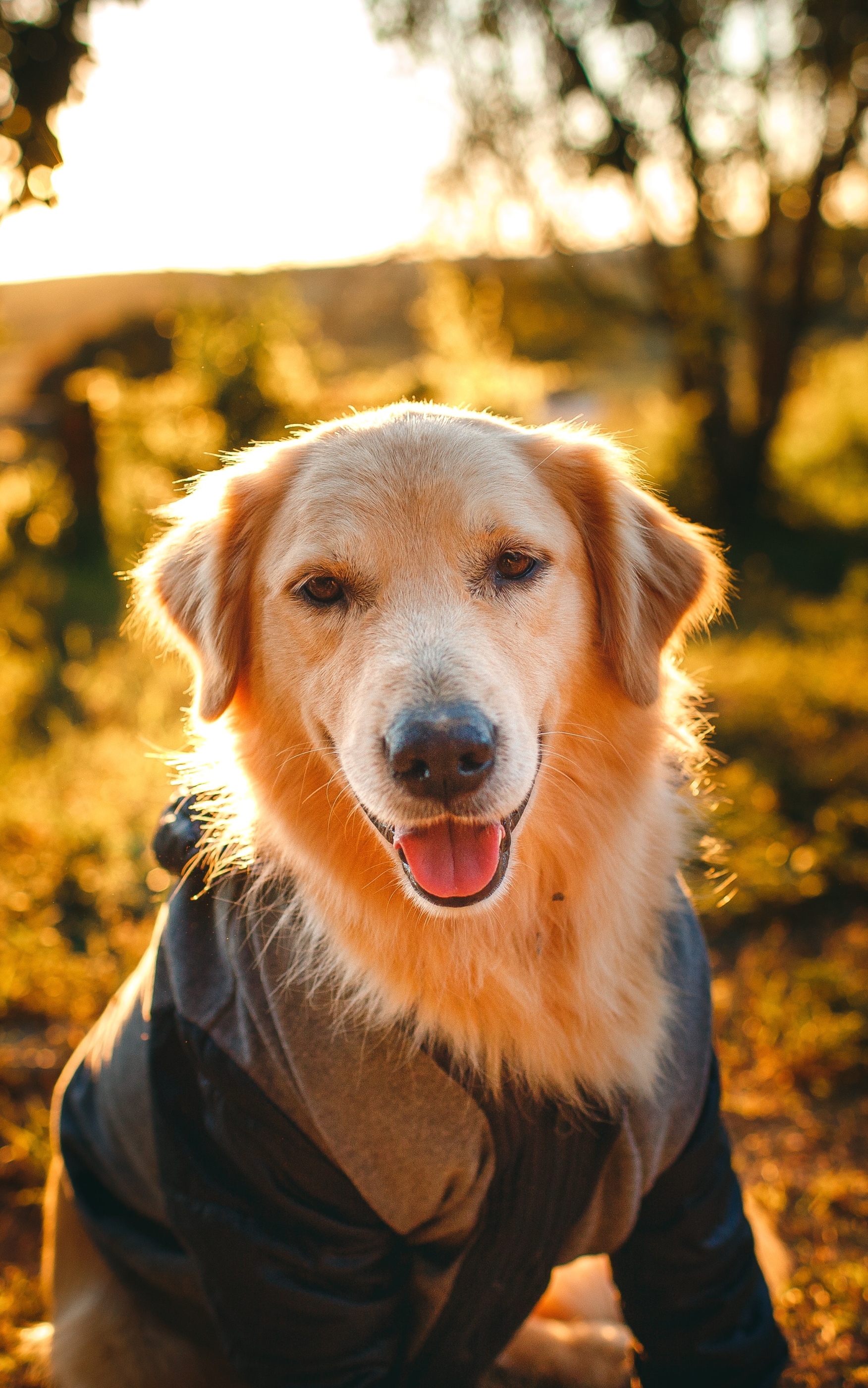 Download mobile wallpaper Dogs, Animal, Golden Retriever for free.