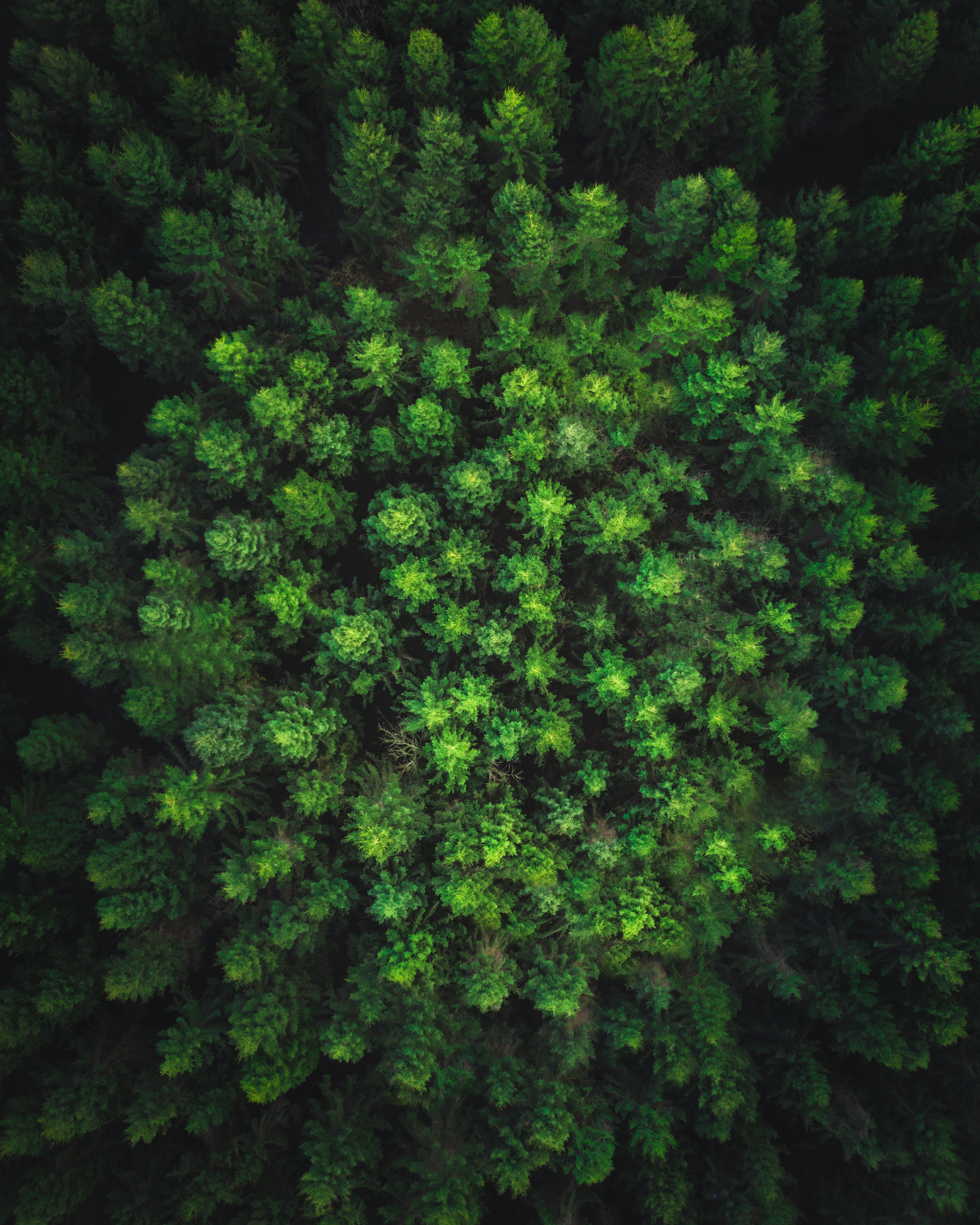 Скачать картинку Зеленый, Вид Сверху, Деревья, Лес, Природа в телефон бесплатно.
