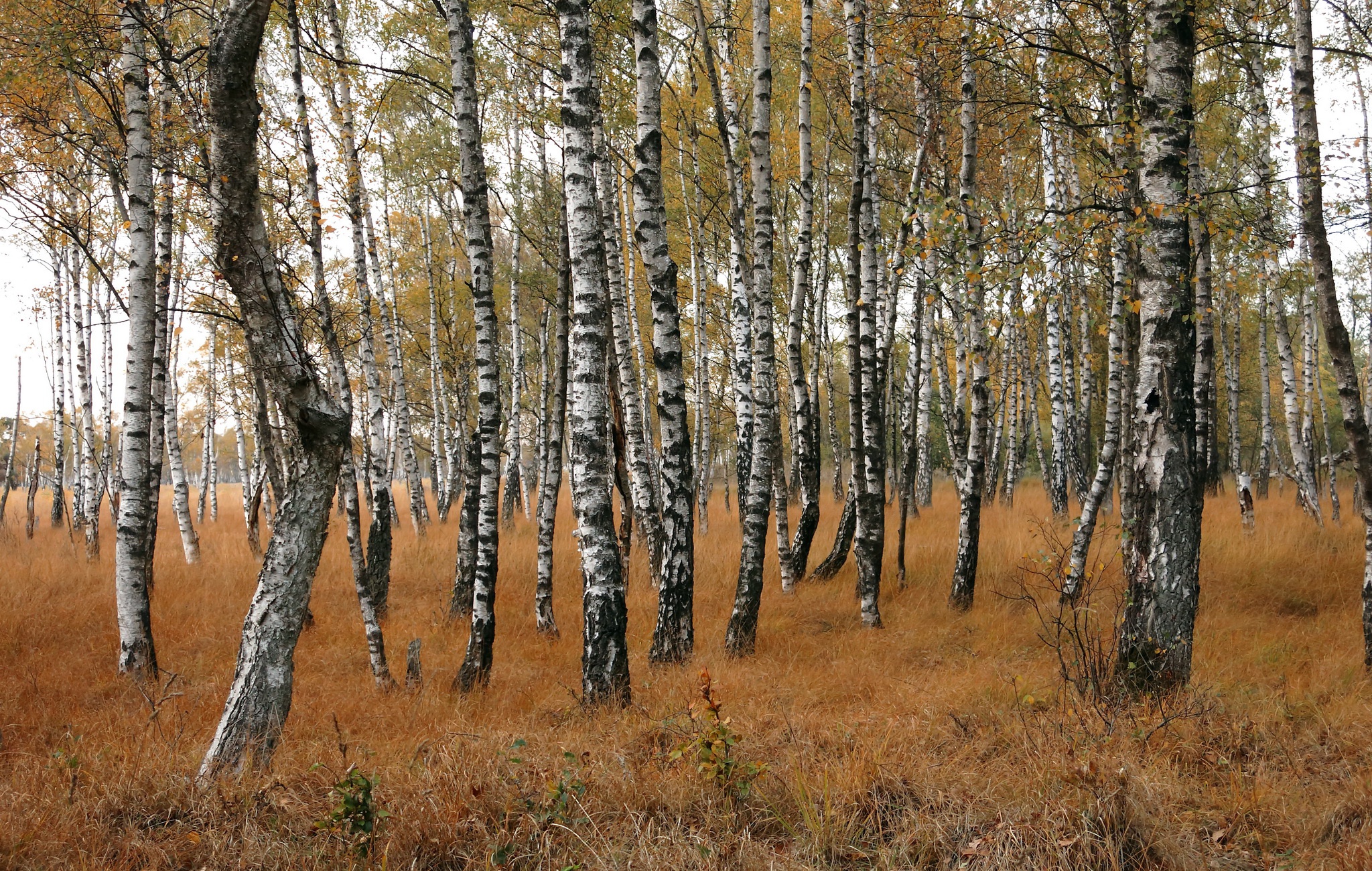 Laden Sie das Herbst, Birken, Rüssel, Erde/natur-Bild kostenlos auf Ihren PC-Desktop herunter