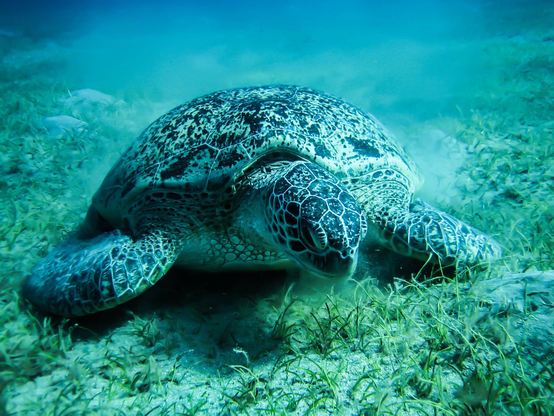 386841 descargar fondo de pantalla animales, tortuga marina, tortugas: protectores de pantalla e imágenes gratis