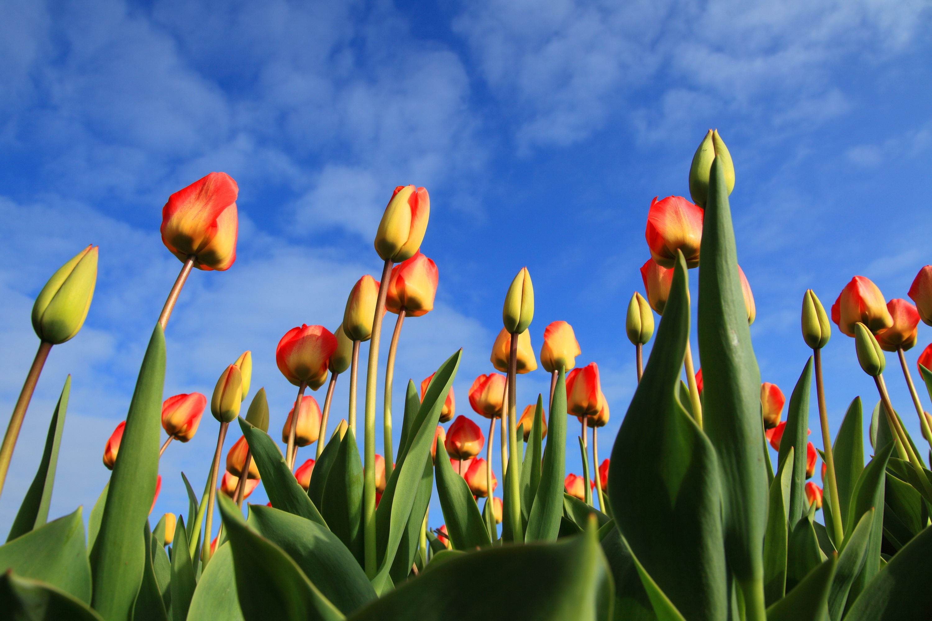 sky, clouds, buds, flowers, tulips