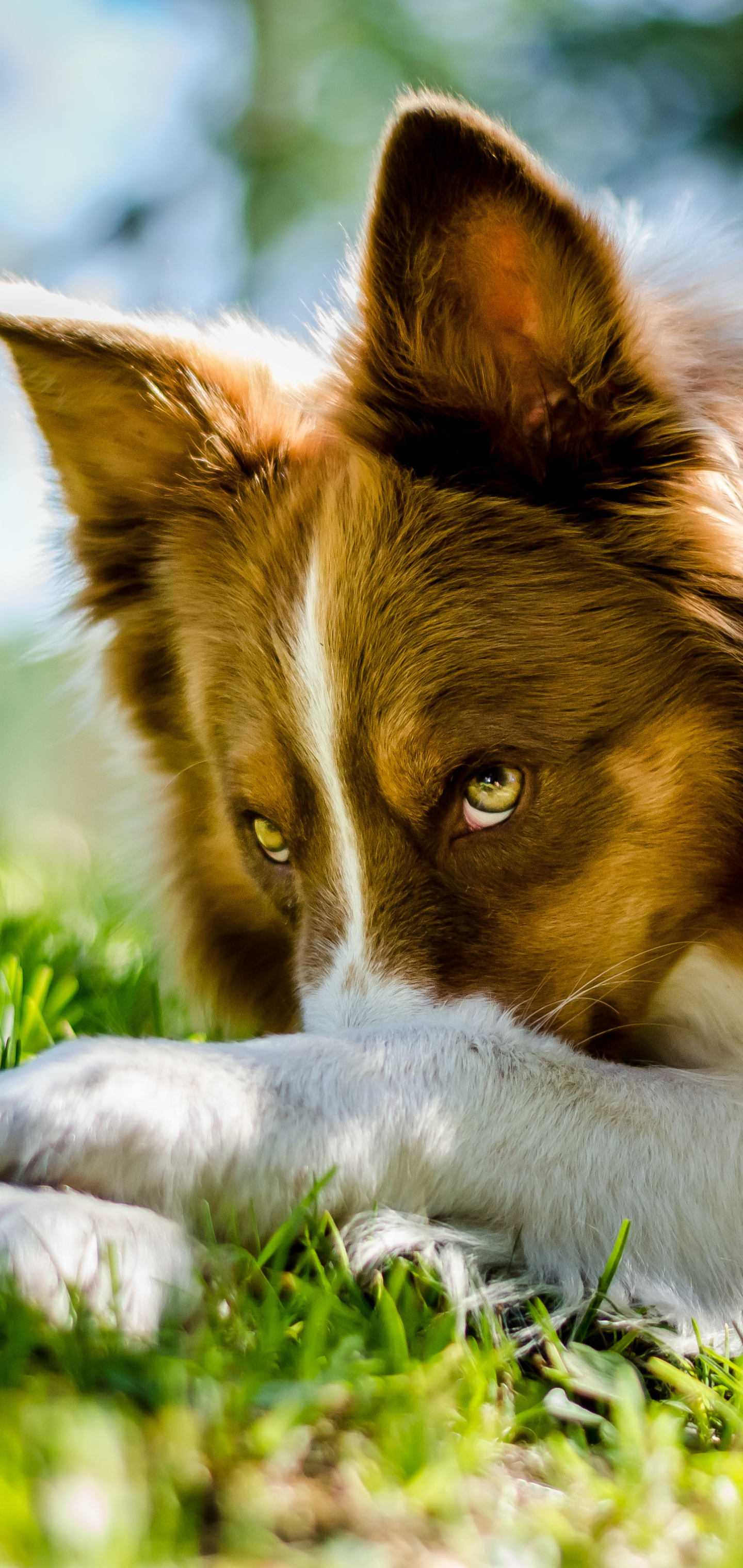 Download mobile wallpaper Dogs, Dog, Close Up, Animal, Bokeh, Border Collie for free.