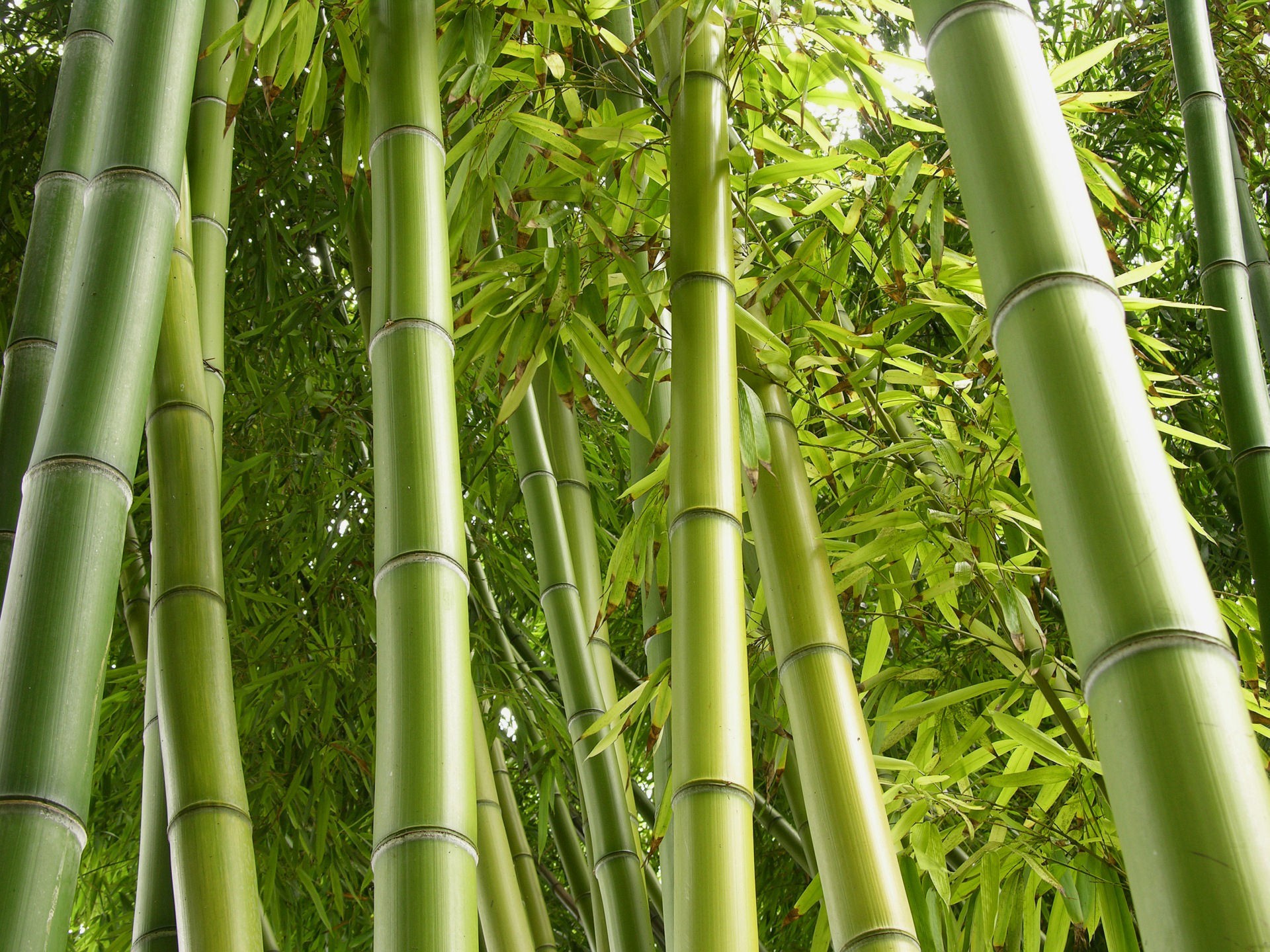 216308 descargar imagen tierra/naturaleza, bambú: fondos de pantalla y protectores de pantalla gratis