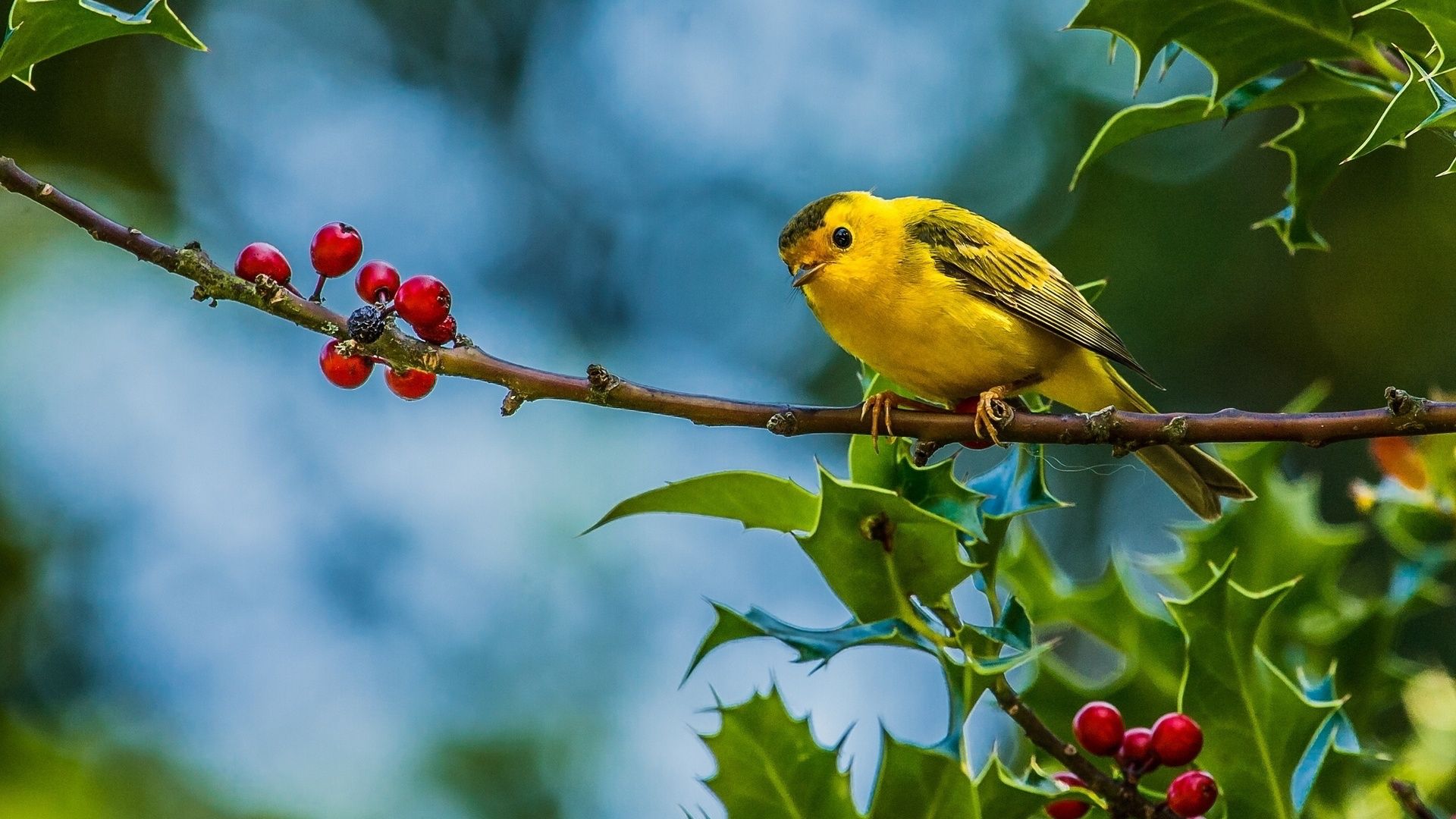 animal, yellow warbler, bird