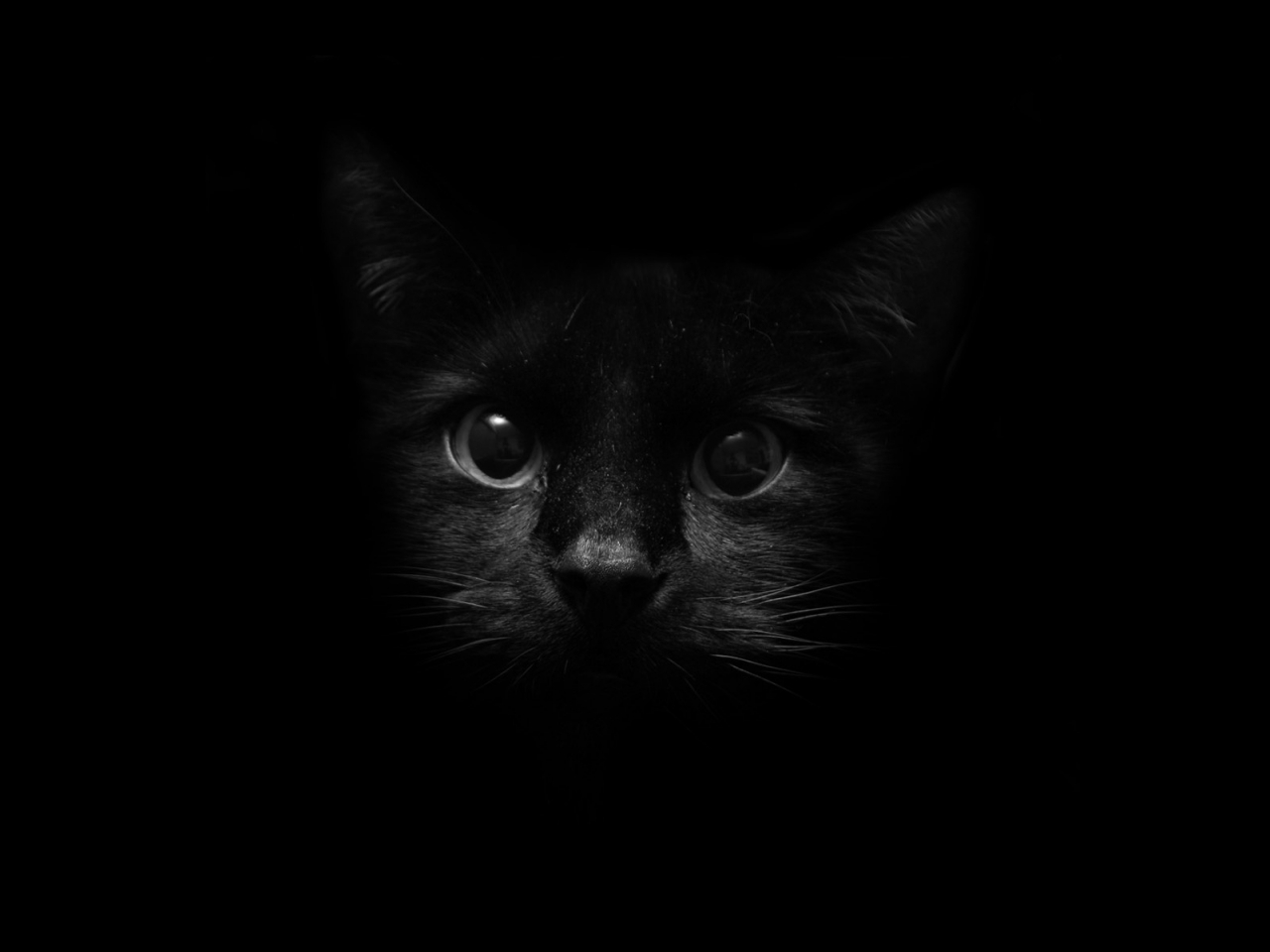 cats, black, animals HD wallpaper