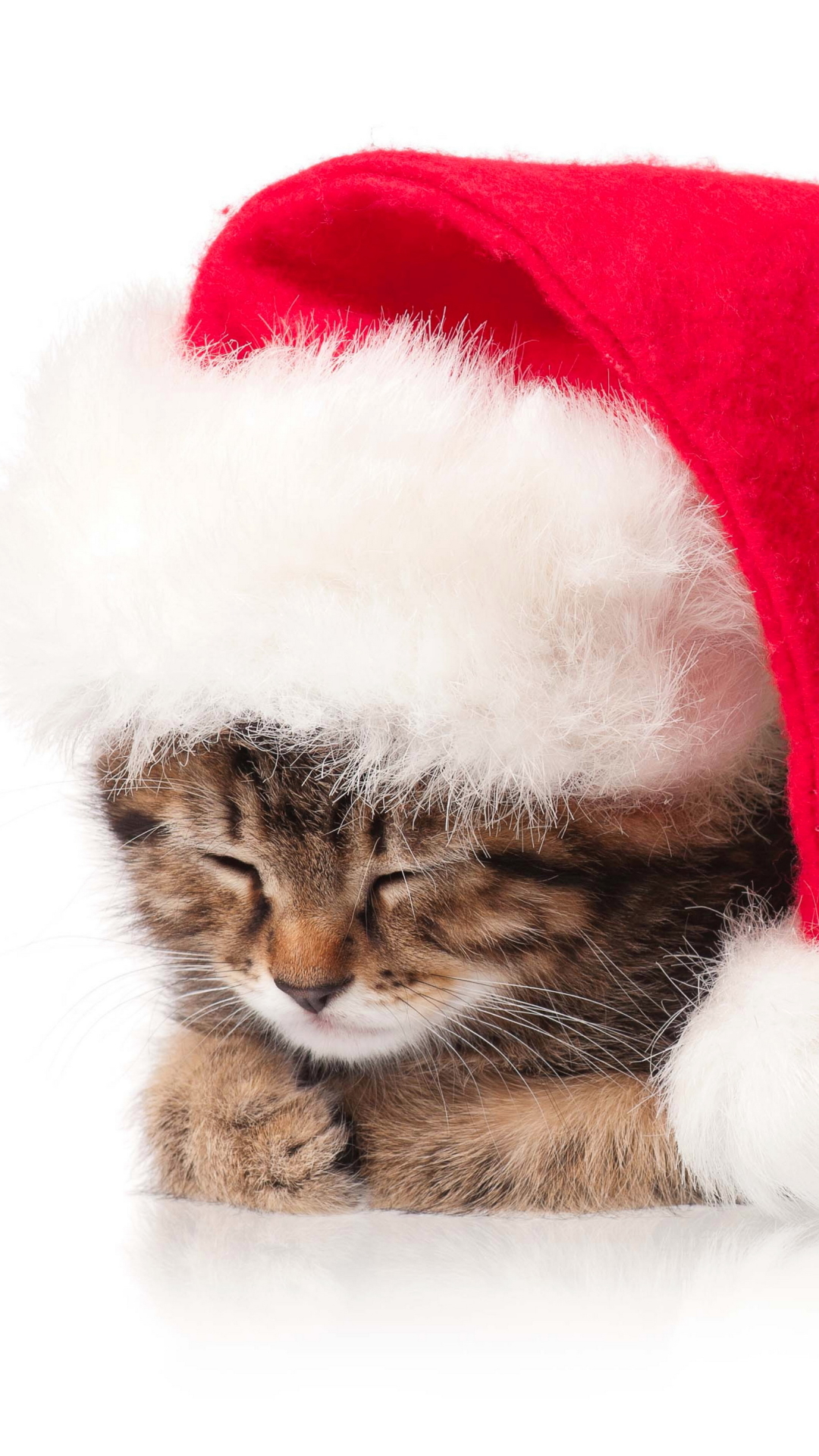 Descarga gratuita de fondo de pantalla para móvil de Animales, Gatos, Navidad, Gato, Gatito, Sombrero De Santa.