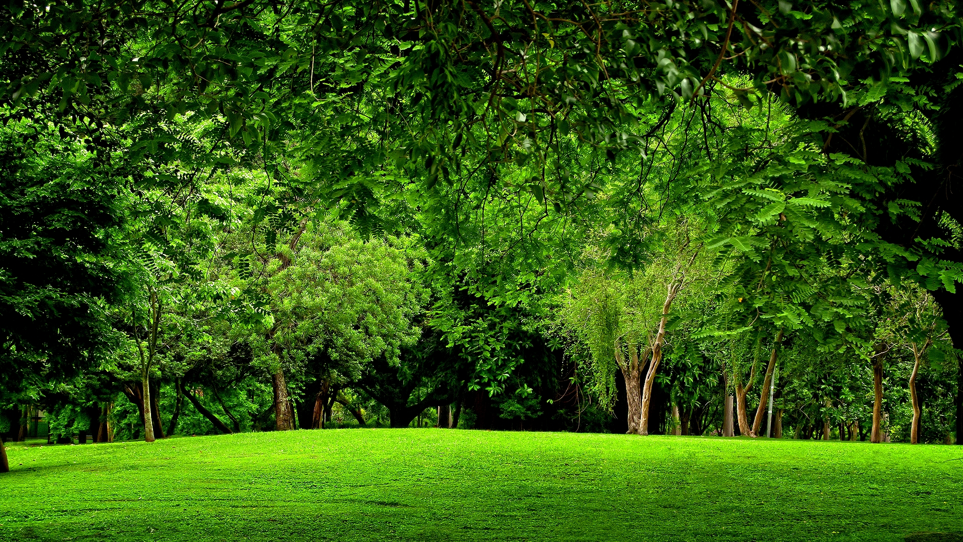 Скачать картинку Лес, Дерево, Зеленый, Земля/природа в телефон бесплатно.
