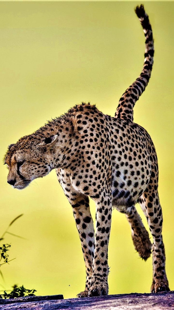 Download mobile wallpaper Cats, Cheetah, Animal for free.