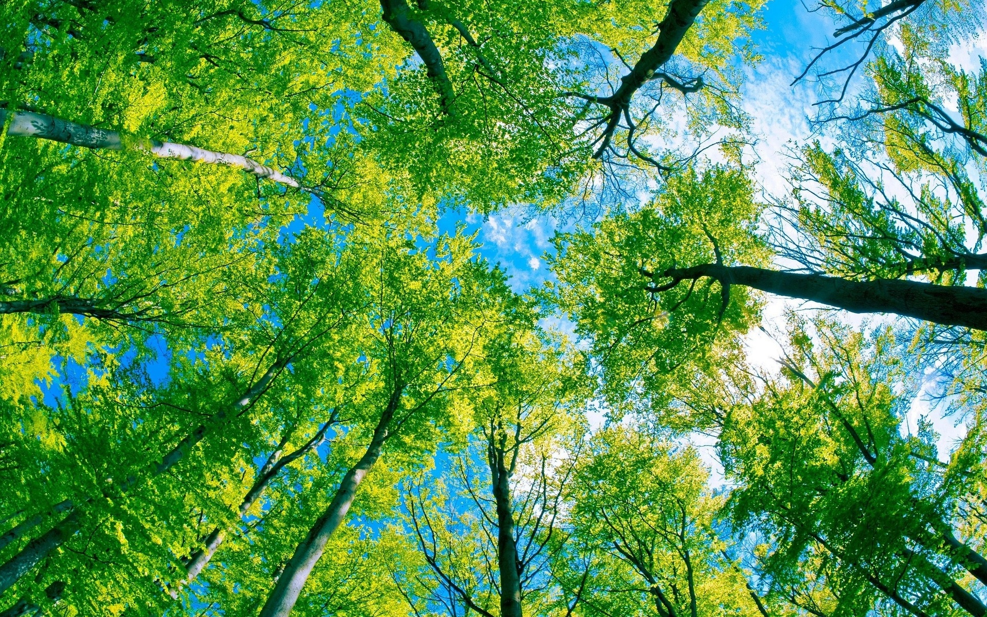 Free download wallpaper Forest, Earth on your PC desktop