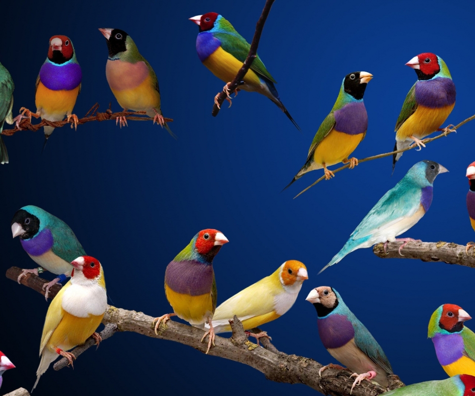 1082166 descargar fondo de pantalla animales, pinzón de gould, pinzones de gould, aves: protectores de pantalla e imágenes gratis