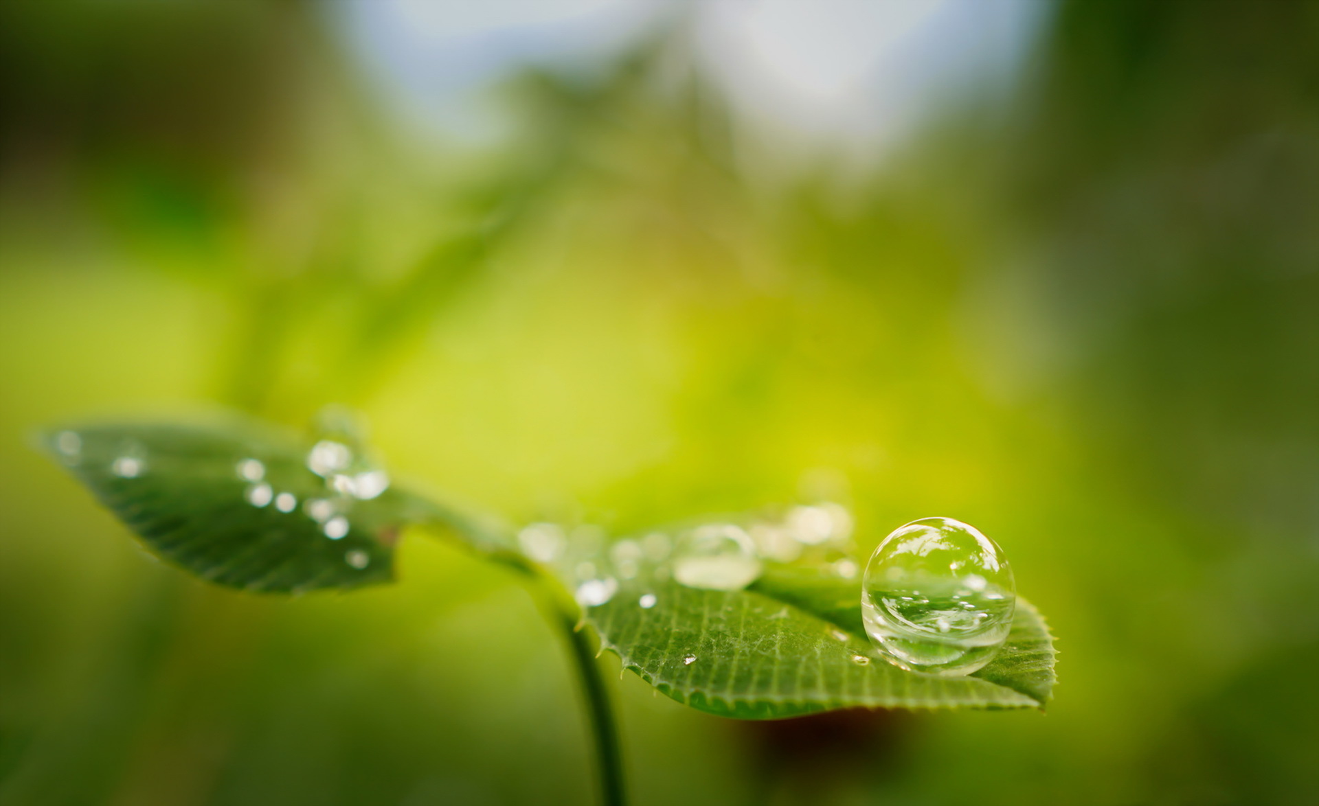 Download mobile wallpaper Blur, Leaf, Earth, Bubble, Water Drop for free.