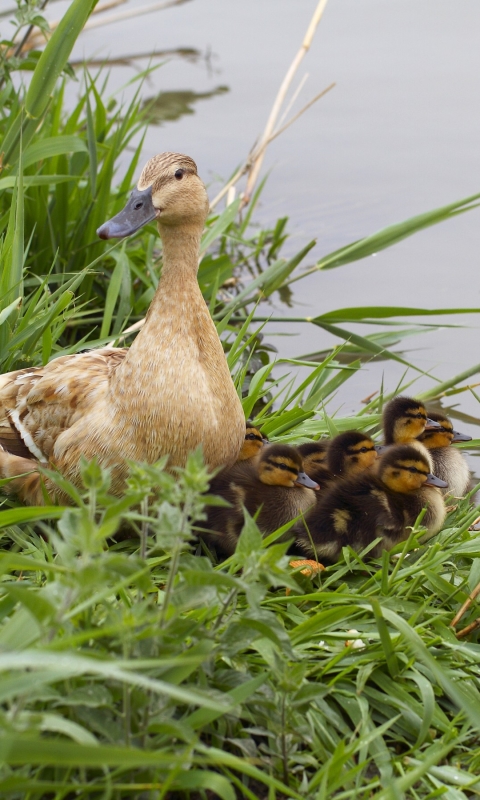 Téléchargez des papiers peints mobile Animaux, Canard, Des Oiseaux gratuitement.