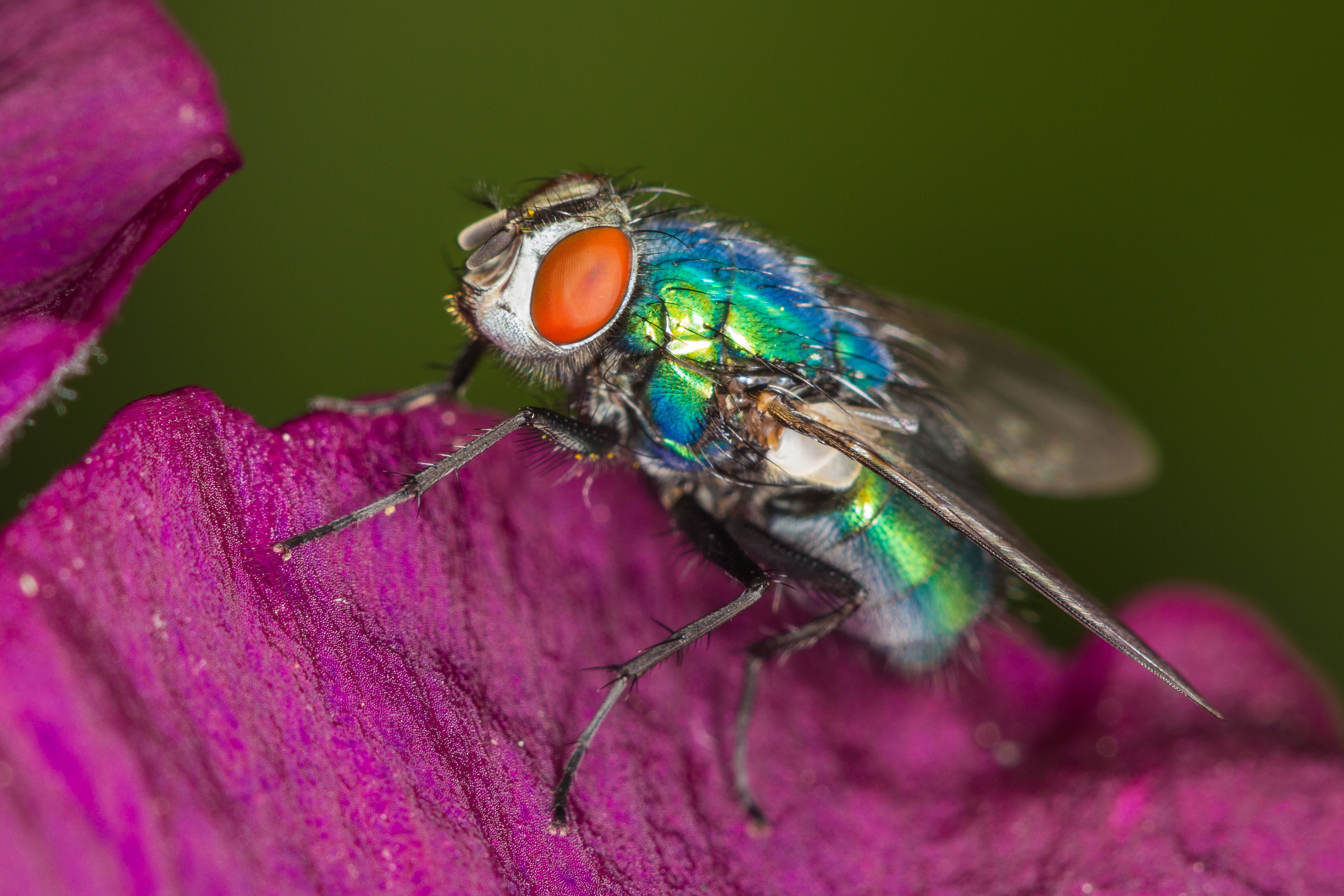 Free download wallpaper Macro, Insect, Animal, Fly on your PC desktop