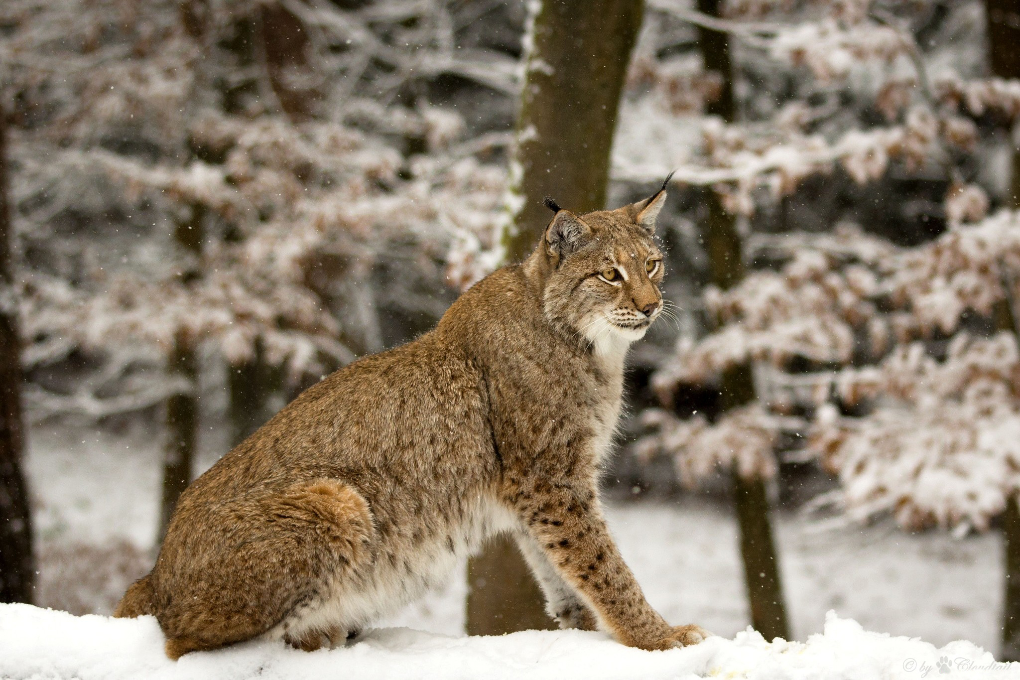 Laden Sie das Luchs, Katzen, Tiere-Bild kostenlos auf Ihren PC-Desktop herunter