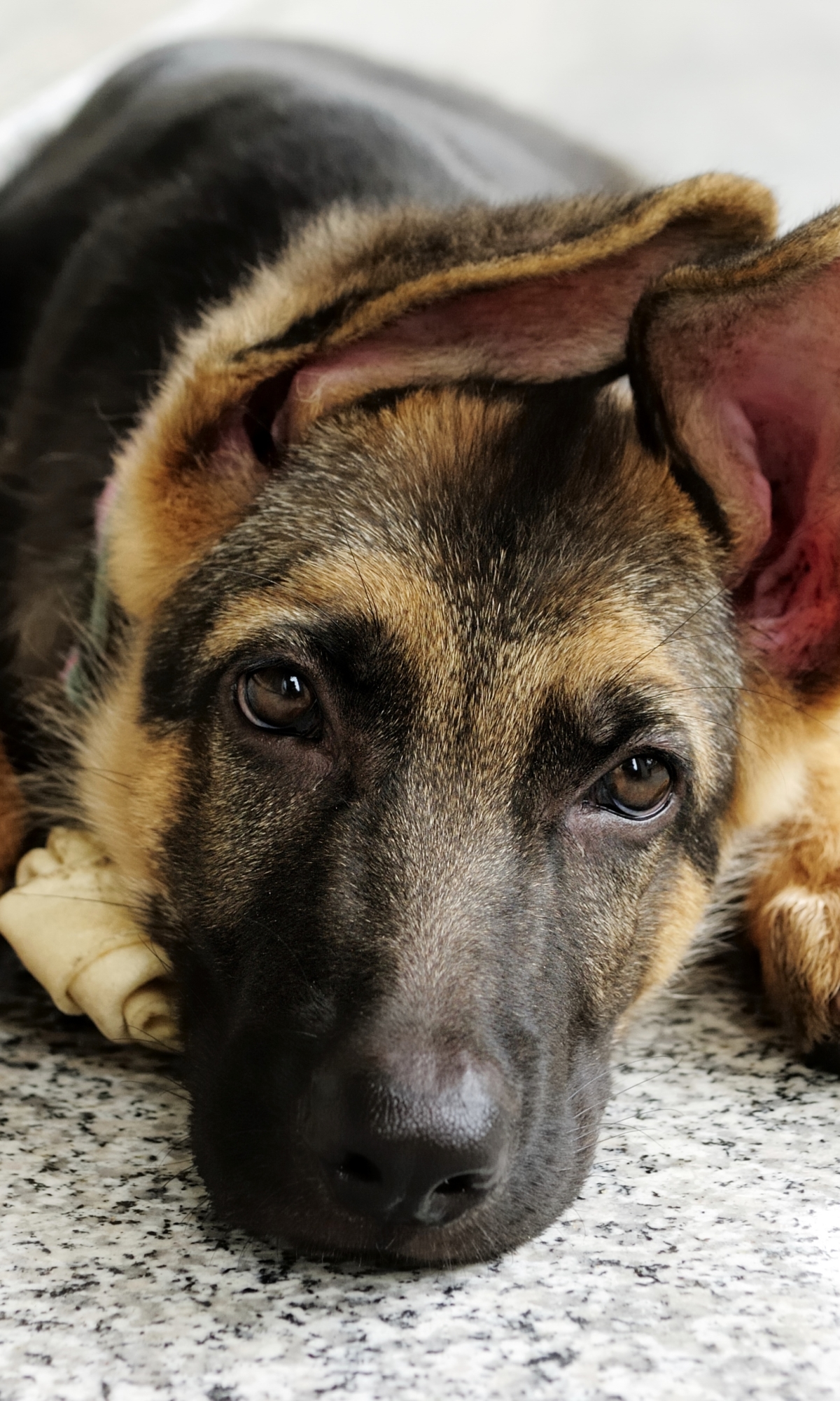 Téléchargez des papiers peints mobile Animaux, Chiens, Berger Allemand gratuitement.