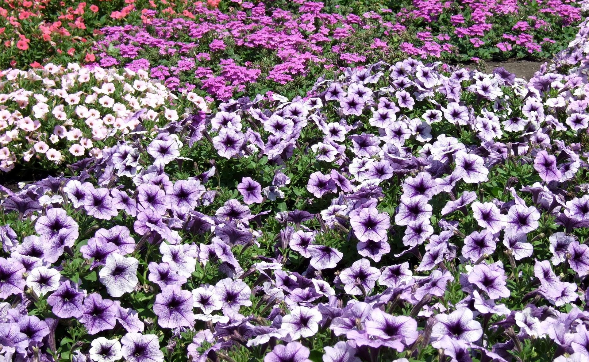 lot, petunia, flowers, bright, flower bed, flowerbed Smartphone Background