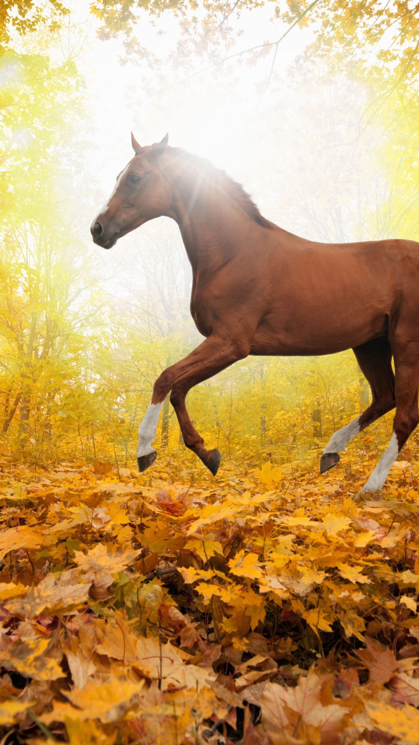 Download mobile wallpaper Animal, Horse for free.