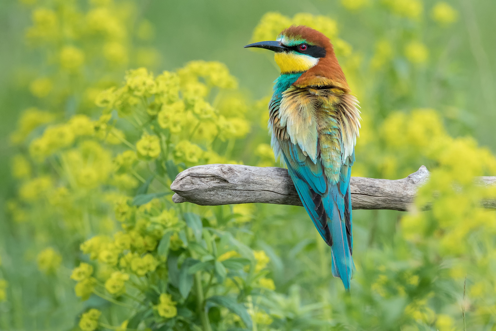 Download mobile wallpaper Birds, Bird, Animal, Yellow Flower, Bee Eater for free.