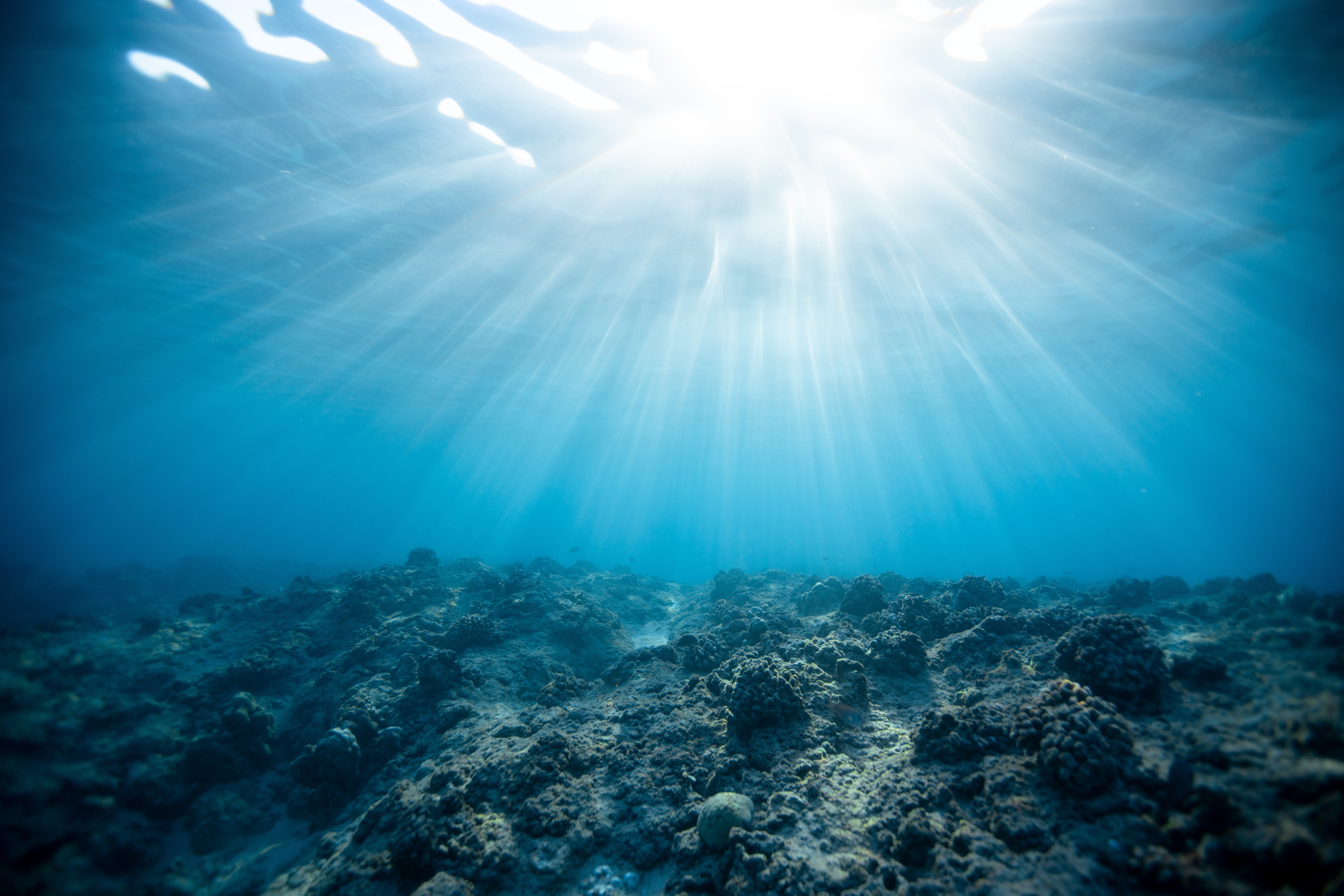HD wallpaper coral, underwater world, nature, shine, light, ocean
