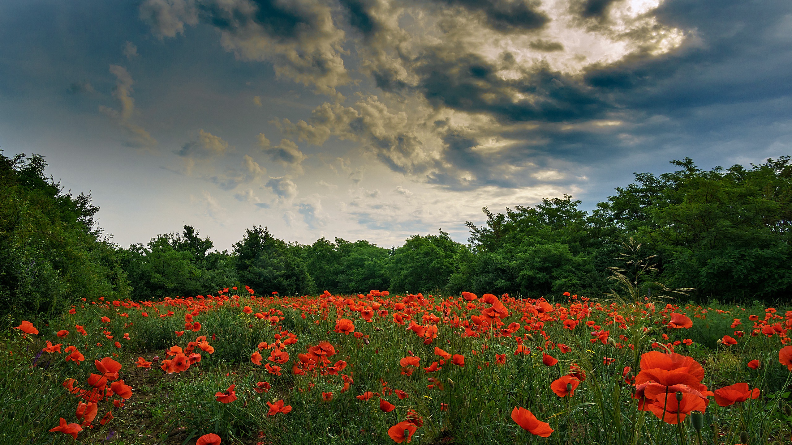 Download mobile wallpaper Nature, Flowers, Sky, Summer, Flower, Earth, Cloud, Meadow, Poppy, Red Flower for free.
