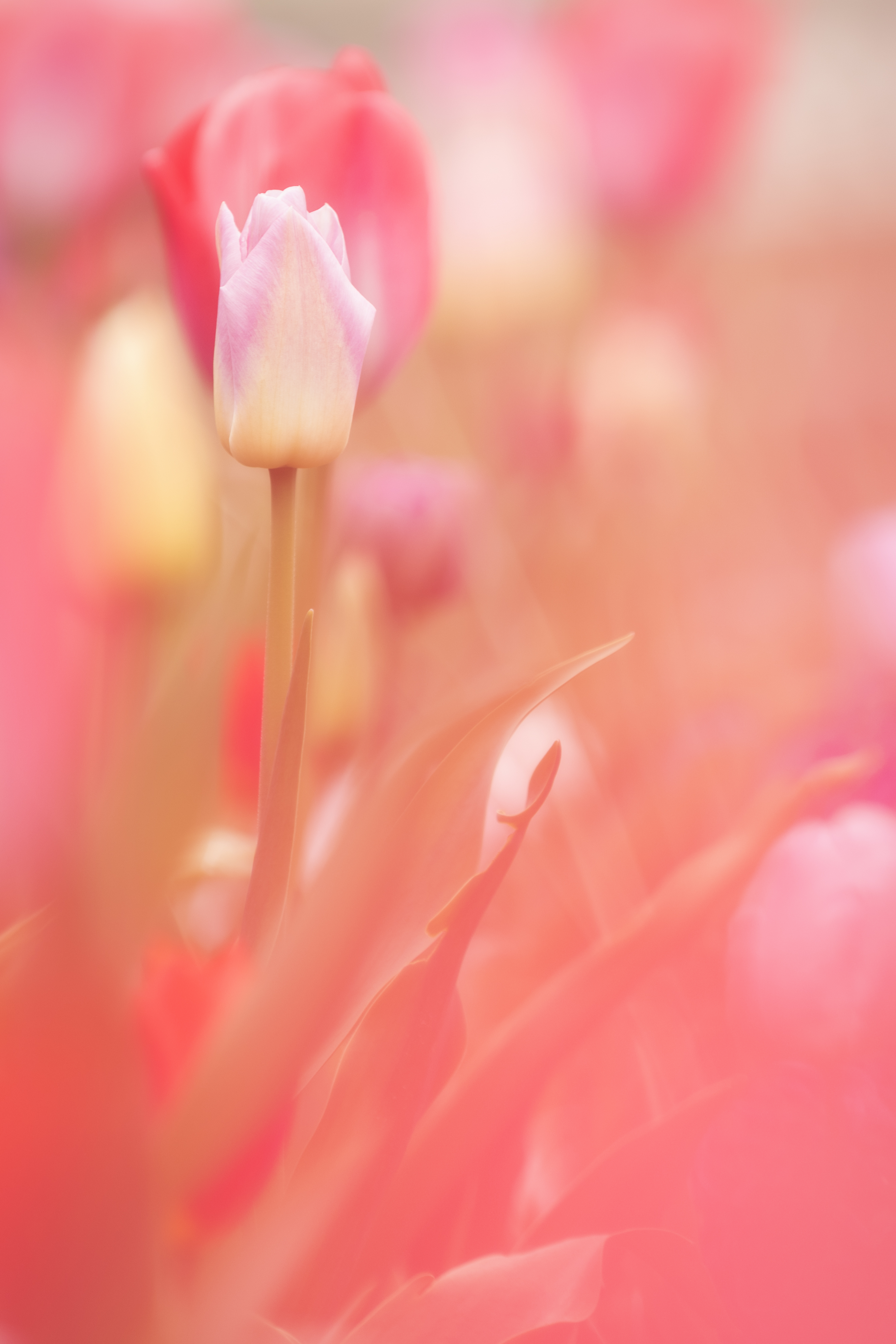 Скачати мобільні шпалери Рослина, Рожевий, Тюльпан, Квіти, Квітка, Весна безкоштовно.