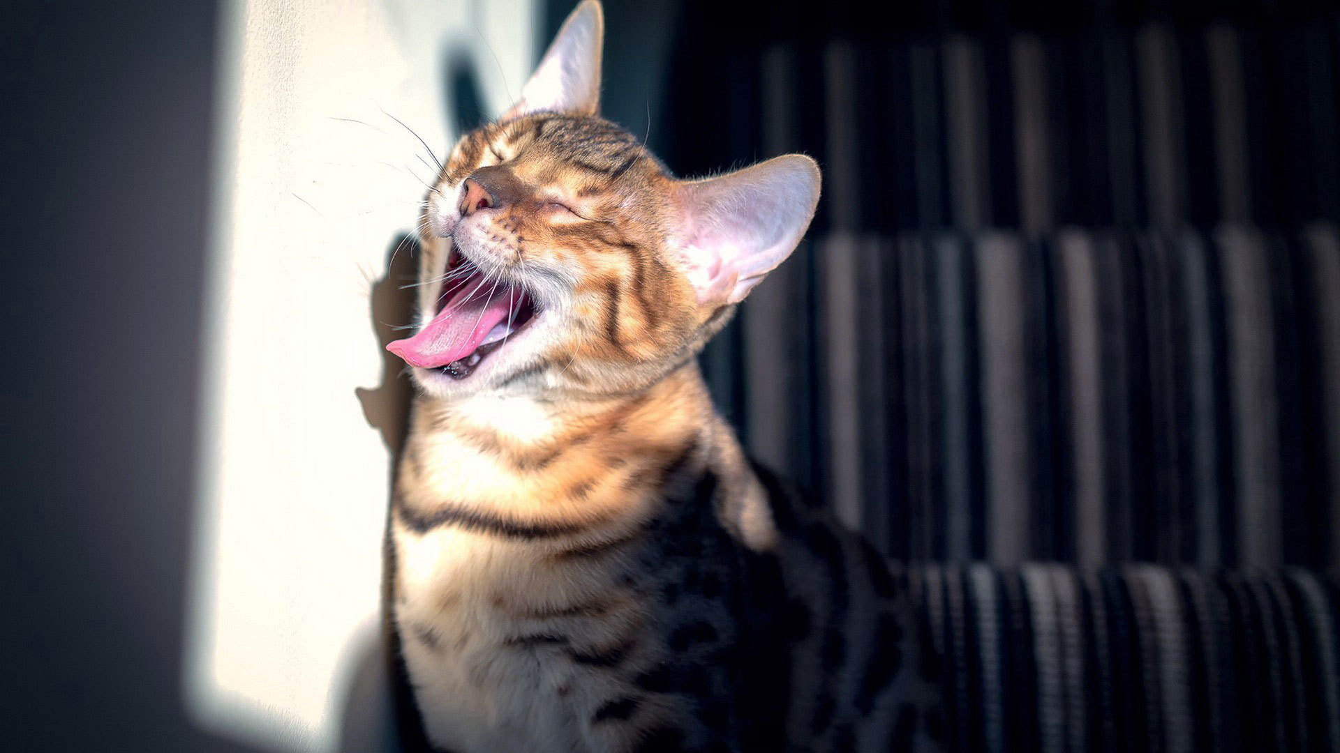 Téléchargez gratuitement l'image Animaux, Chat sur le bureau de votre PC