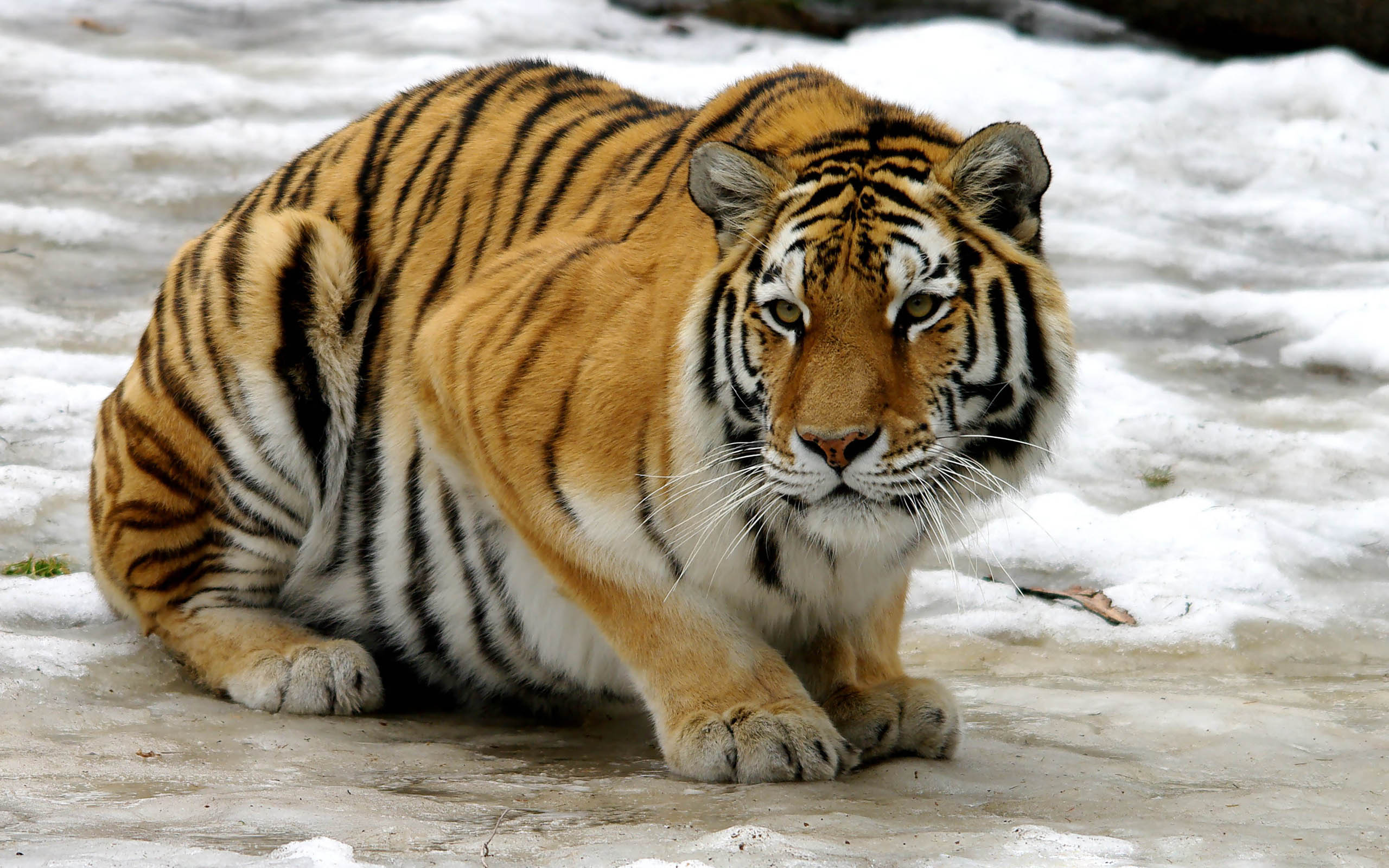 Baixe gratuitamente a imagem Animais, Gatos, Tigre na área de trabalho do seu PC