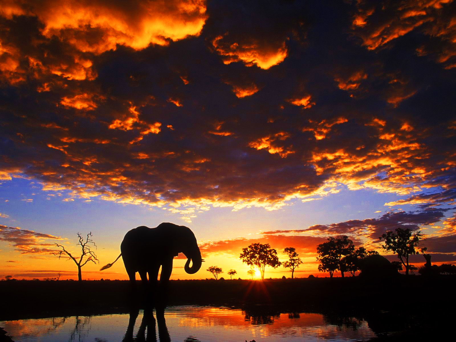 Die besten Afrikanischer Elefant-Hintergründe für den Telefonbildschirm