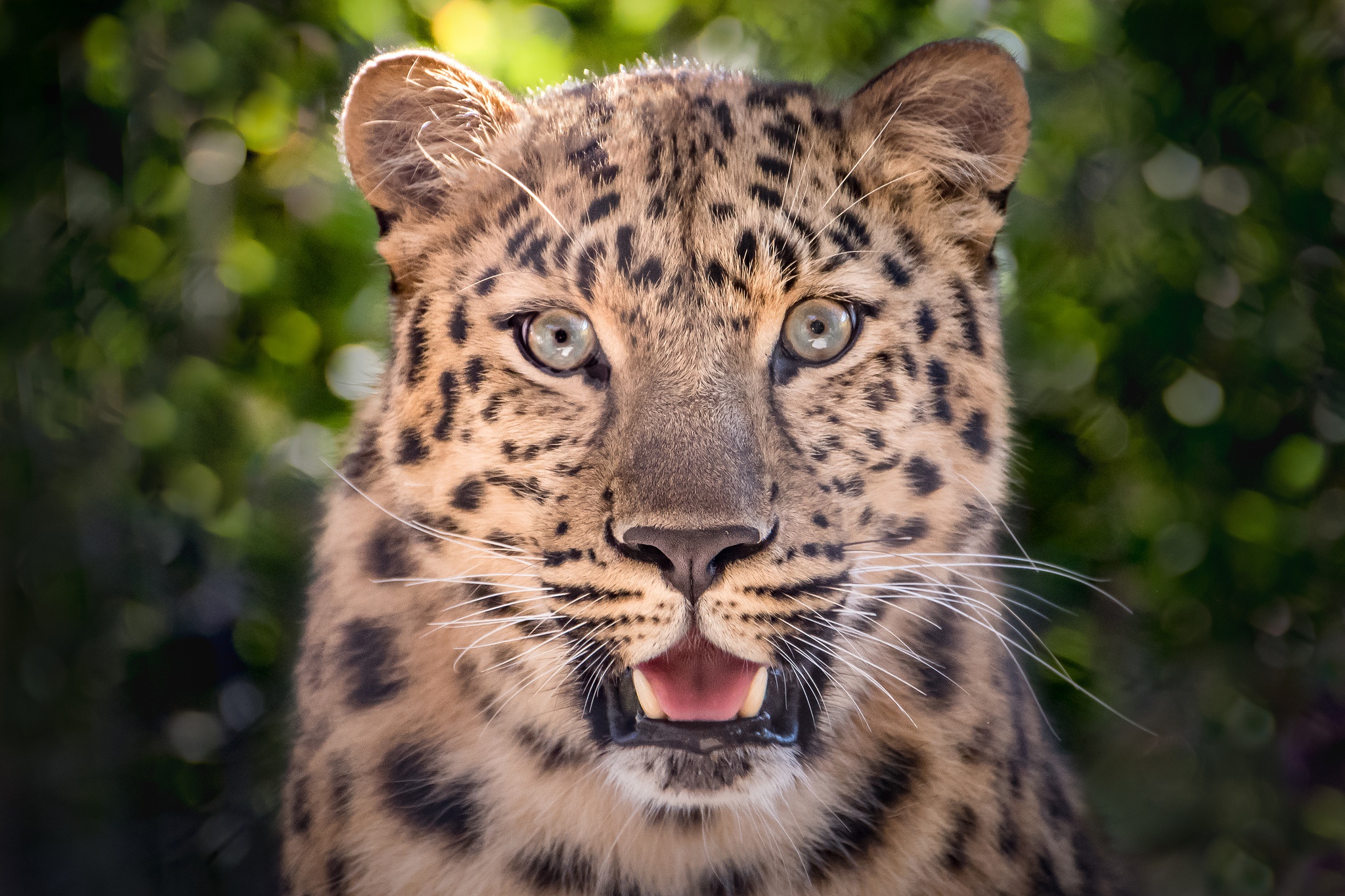 Descarga gratuita de fondo de pantalla para móvil de Leopardo, Gatos, Animales.