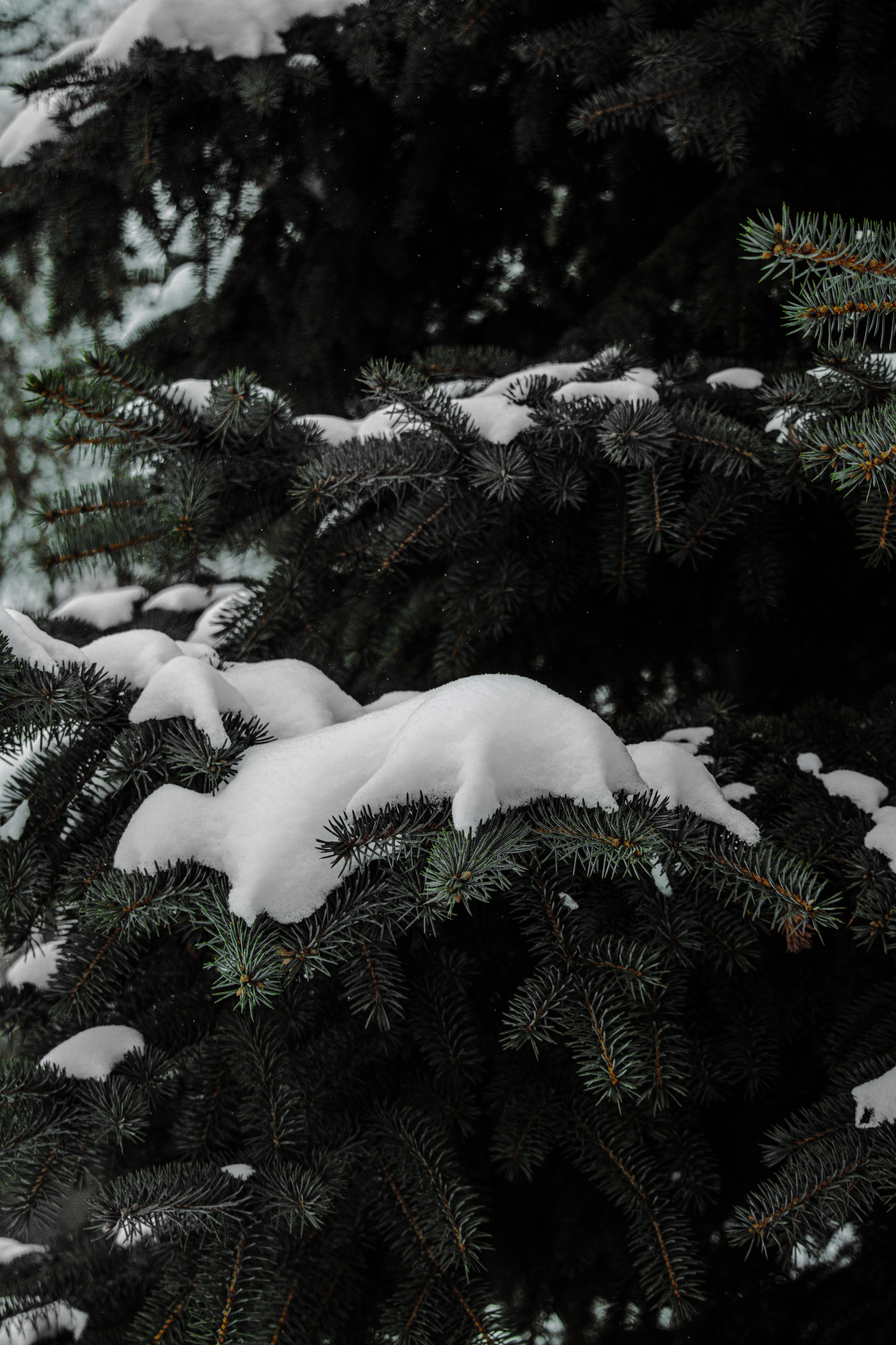 Download mobile wallpaper Fir, Snow, Spruce, Branches, Winter, Macro for free.