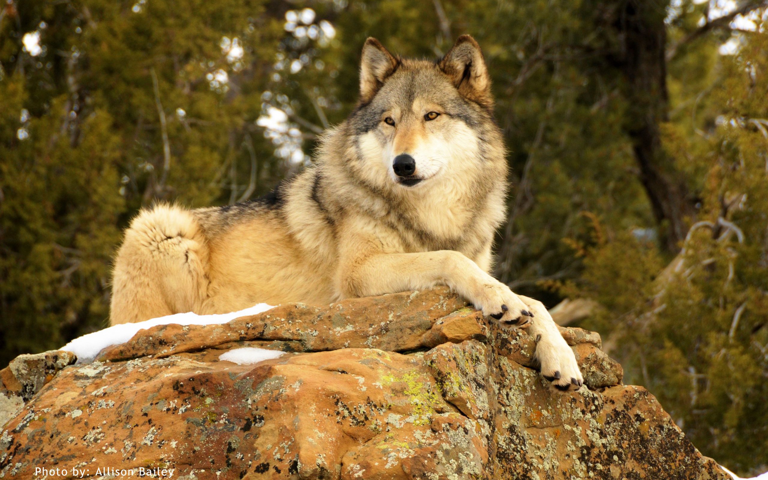 Descarga gratuita de fondo de pantalla para móvil de Animales, De Cerca, Lobo, Wolves.