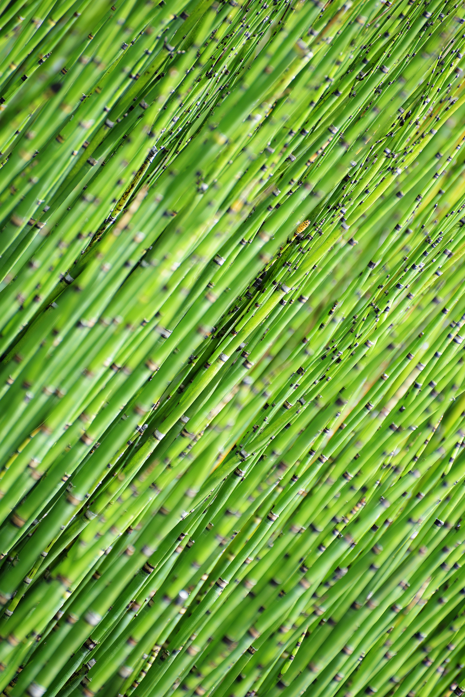 Download mobile wallpaper Tree, Wood, Nature, Bamboo, Focus for free.